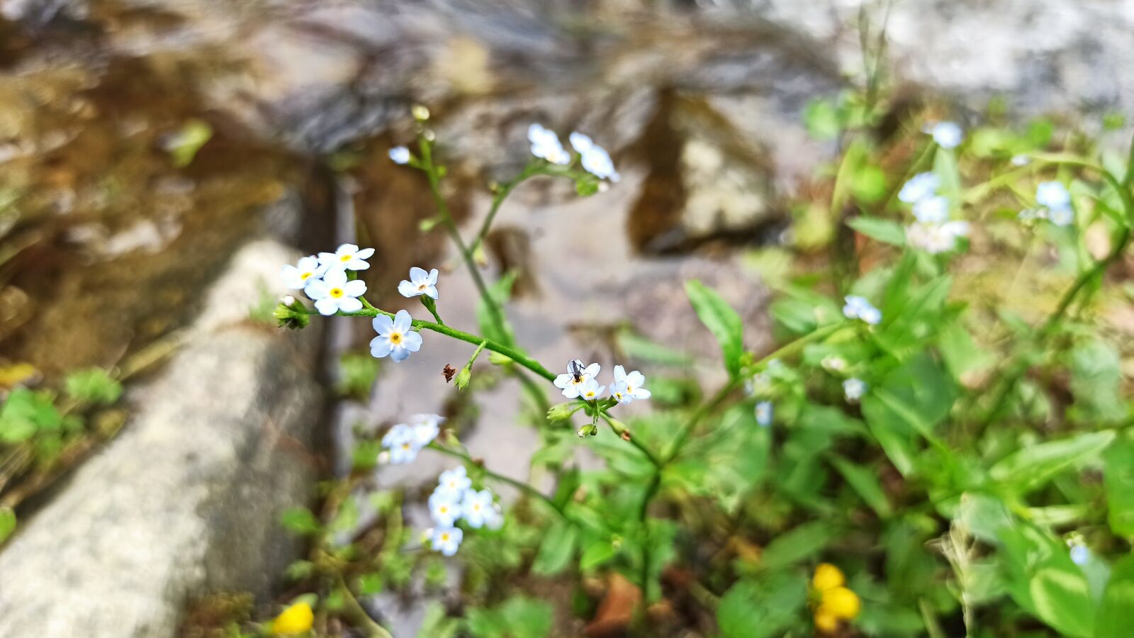 Xiaomi Redmi Note 8 Pro sample photo. Flowers, river, nature photography