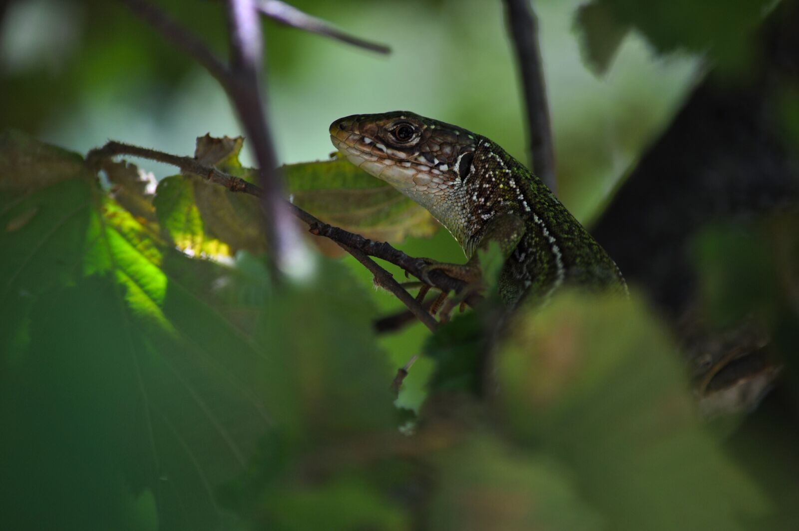 Nikon D90 sample photo. Emerald lizard, lacerta bilineata photography