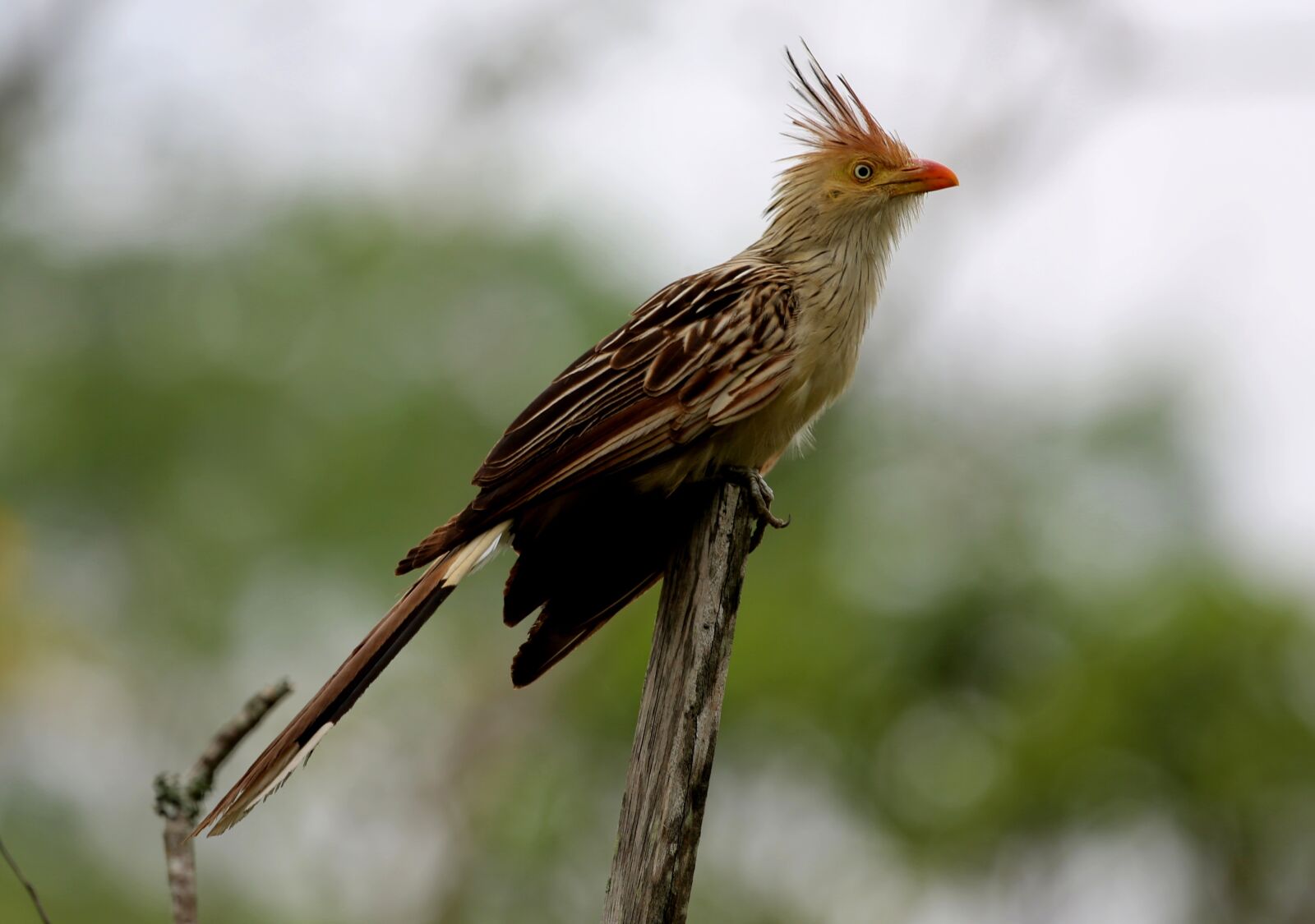 Canon EOS 5D Mark III sample photo. Anu white, bird, wild photography