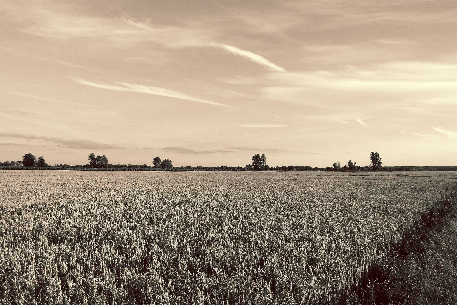 Nikon Coolpix P900 sample photo. Landscape, cornfield, trees photography