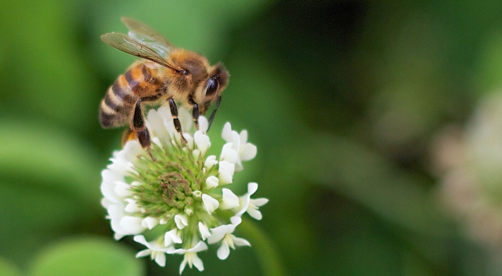 Canon EOS 550D (EOS Rebel T2i / EOS Kiss X4) sample photo. Bee, flower, nature photography