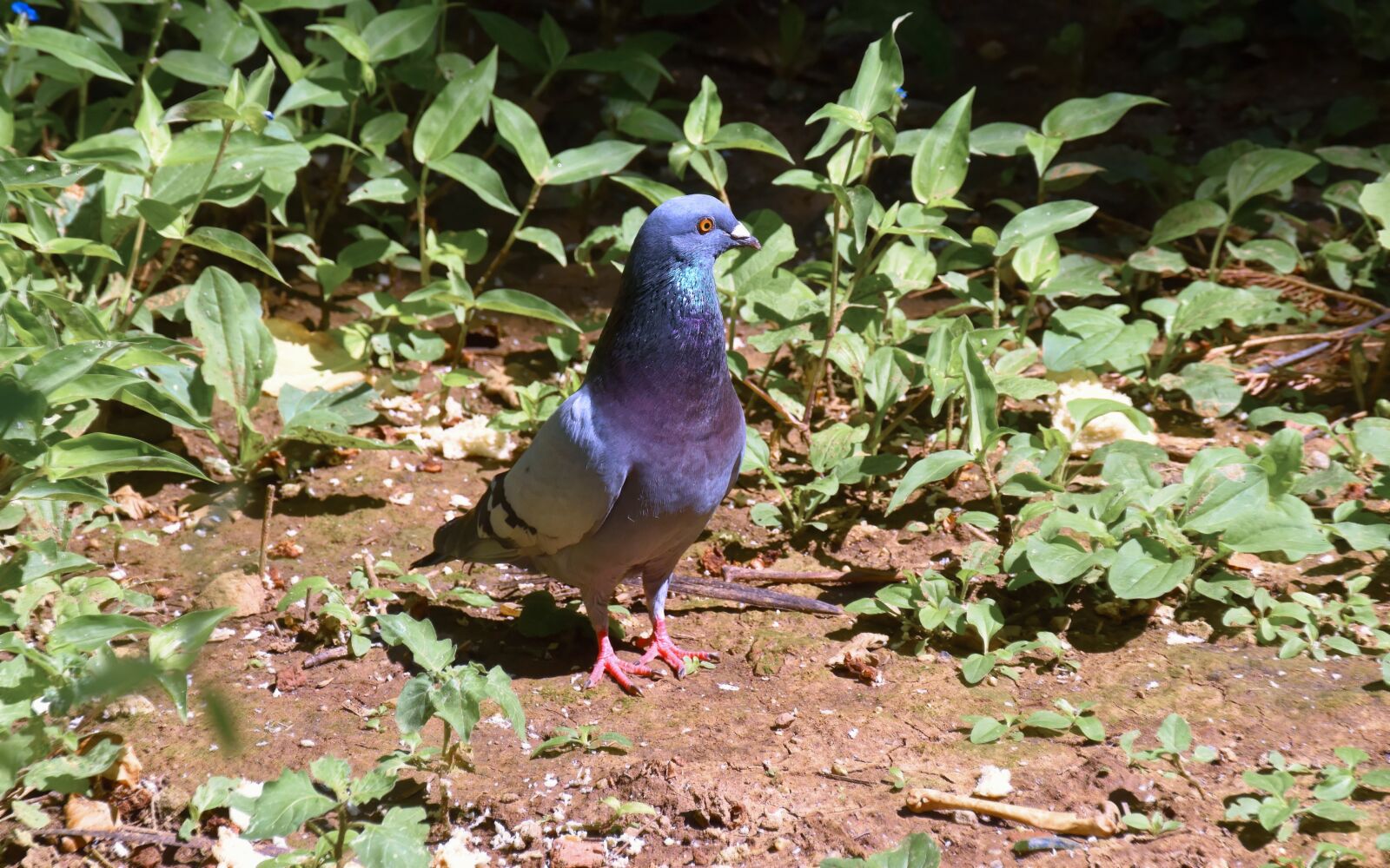 Nikon D5300 sample photo. Pigeon, bird, gray photography