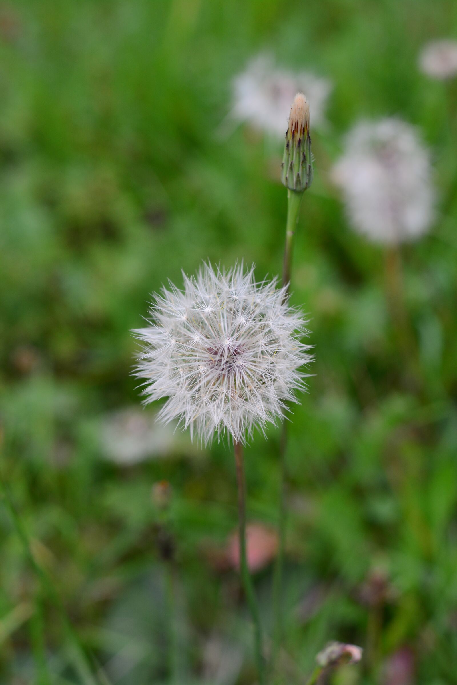 Nikon D7100 sample photo. Dandelion, nature, flower photography