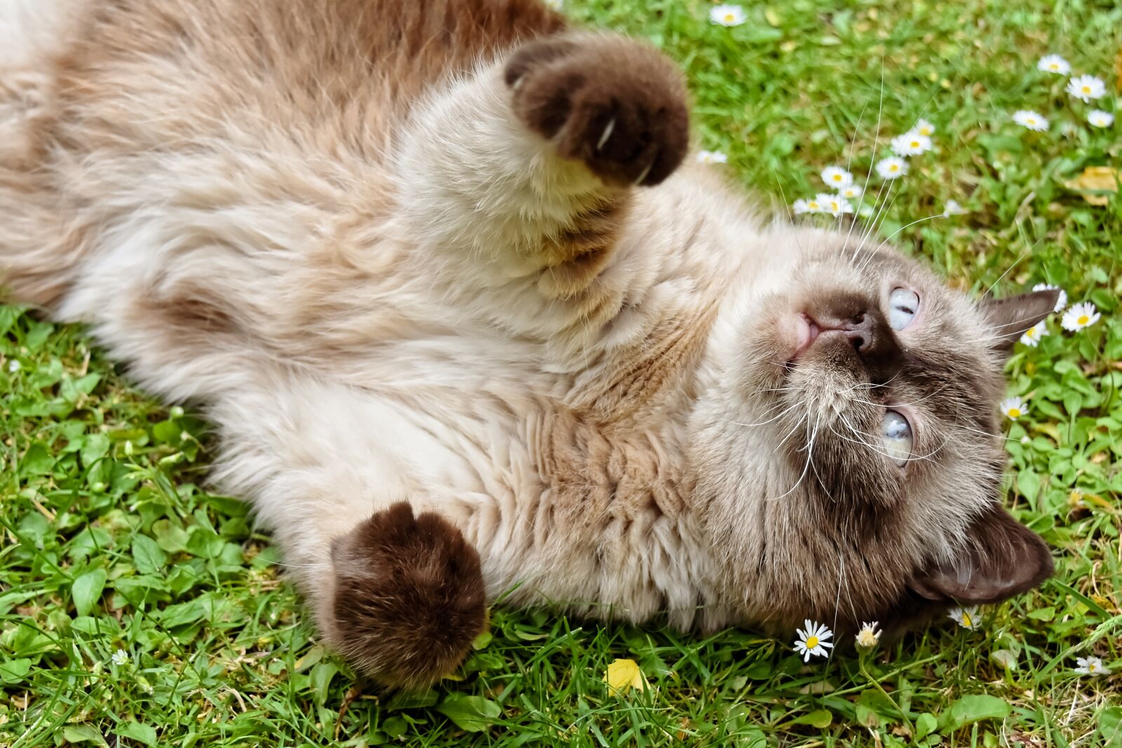 Nikon D7200 sample photo. British shorthair, cat, pet photography