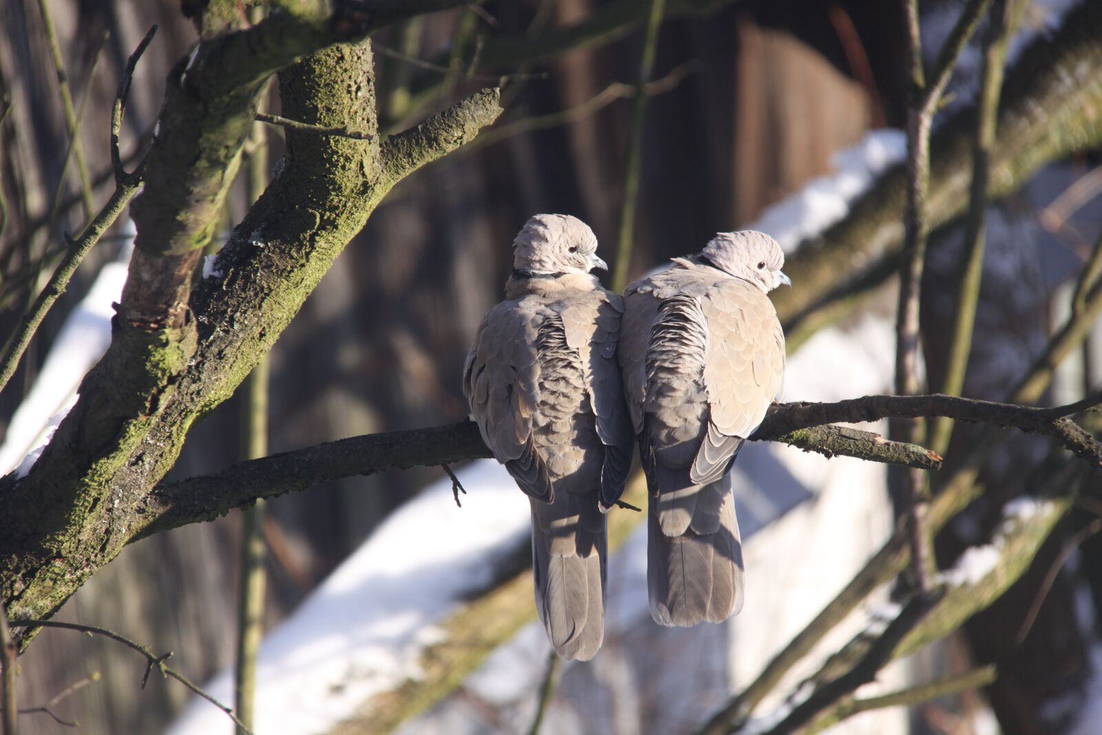 Canon EOS 50D sample photo. Birds, birds on the photography