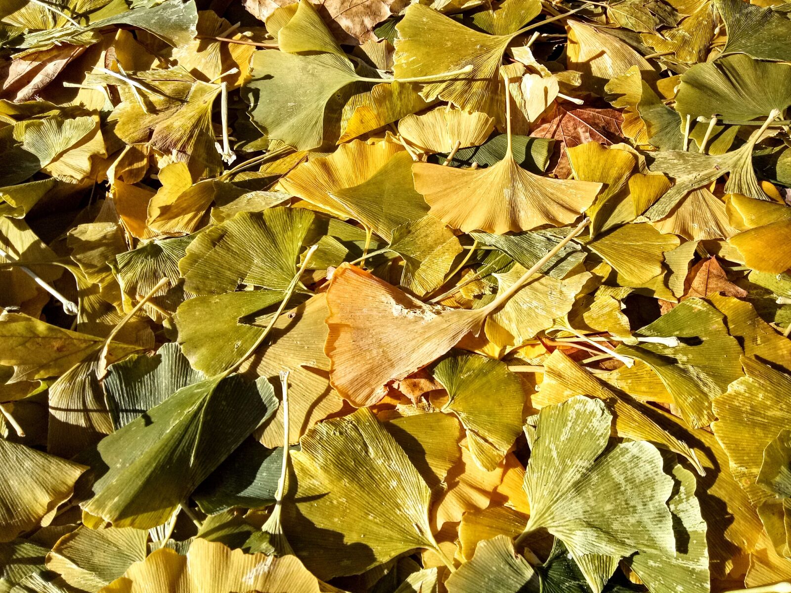 OPPO CPH1609 sample photo. Ginkgo, nature, leave photography