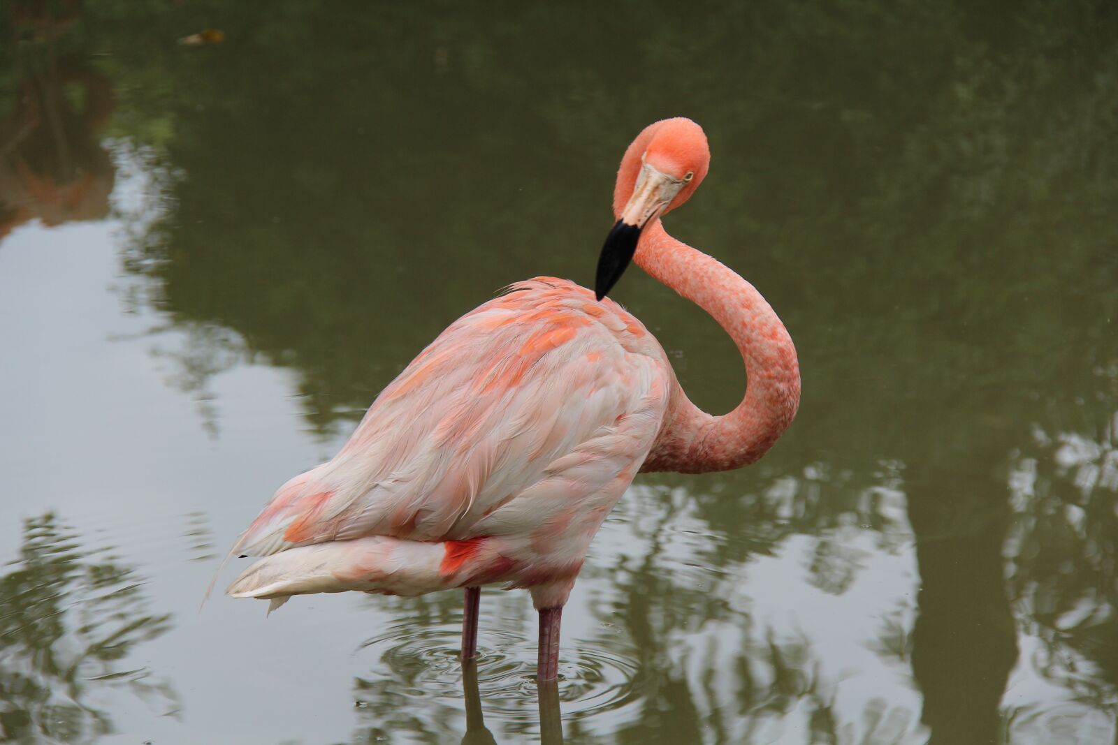 Canon EF-S 18-200mm F3.5-5.6 IS sample photo. Flamingo, zoo, summer photography