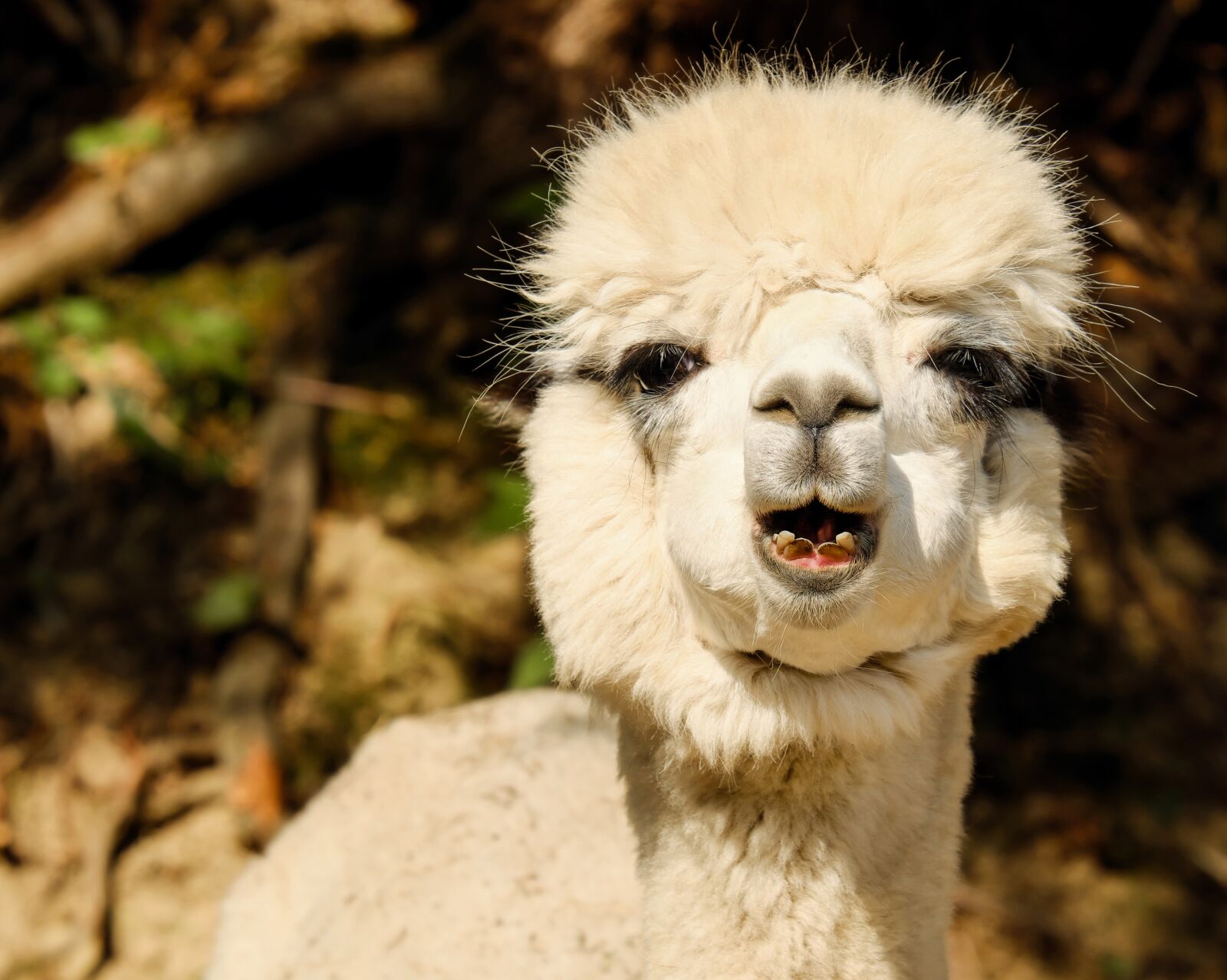 Fujifilm XF 55-200mm F3.5-4.8 R LM OIS sample photo. Alpaca, animal, creature photography