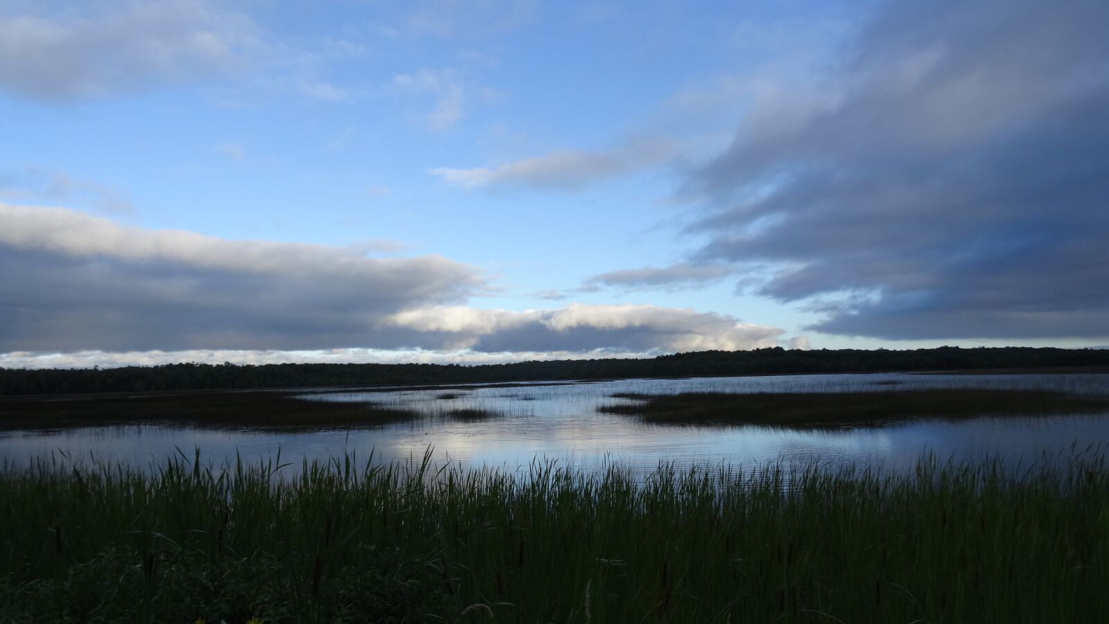 Sony DSC-HX50 sample photo. Moor, reed, nature reserve photography