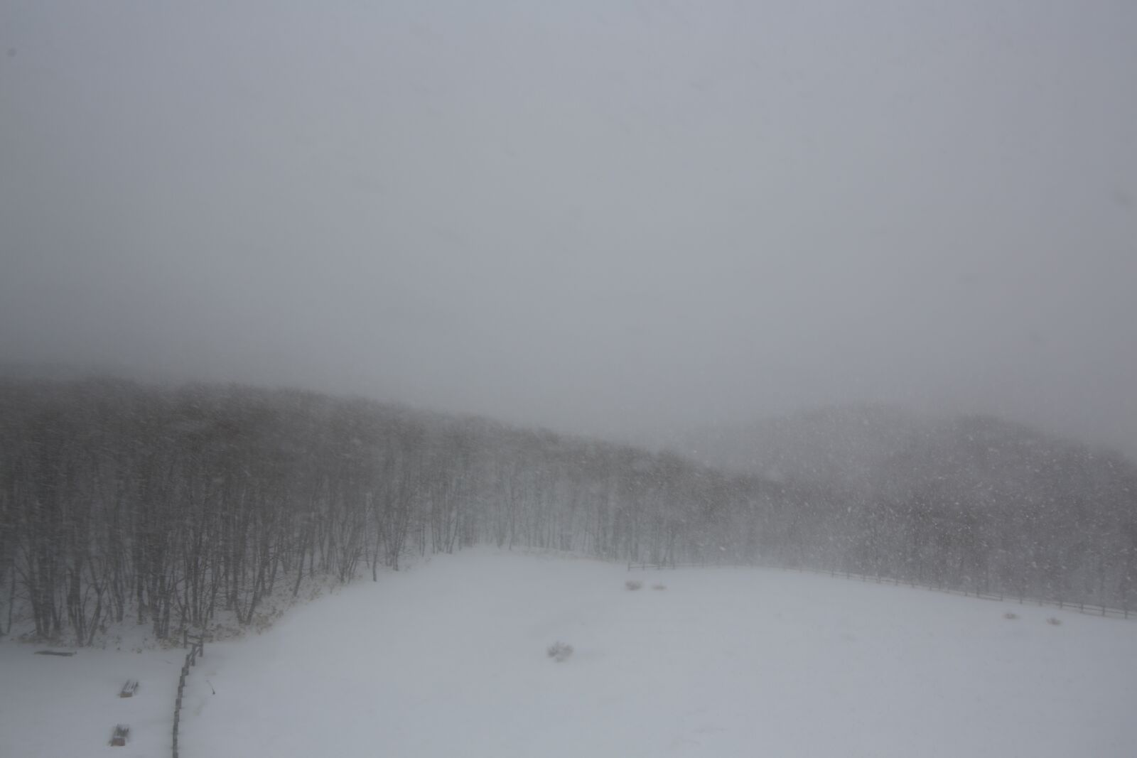 Canon EOS 5D Mark III sample photo. Hokkaido, tree, winter photography