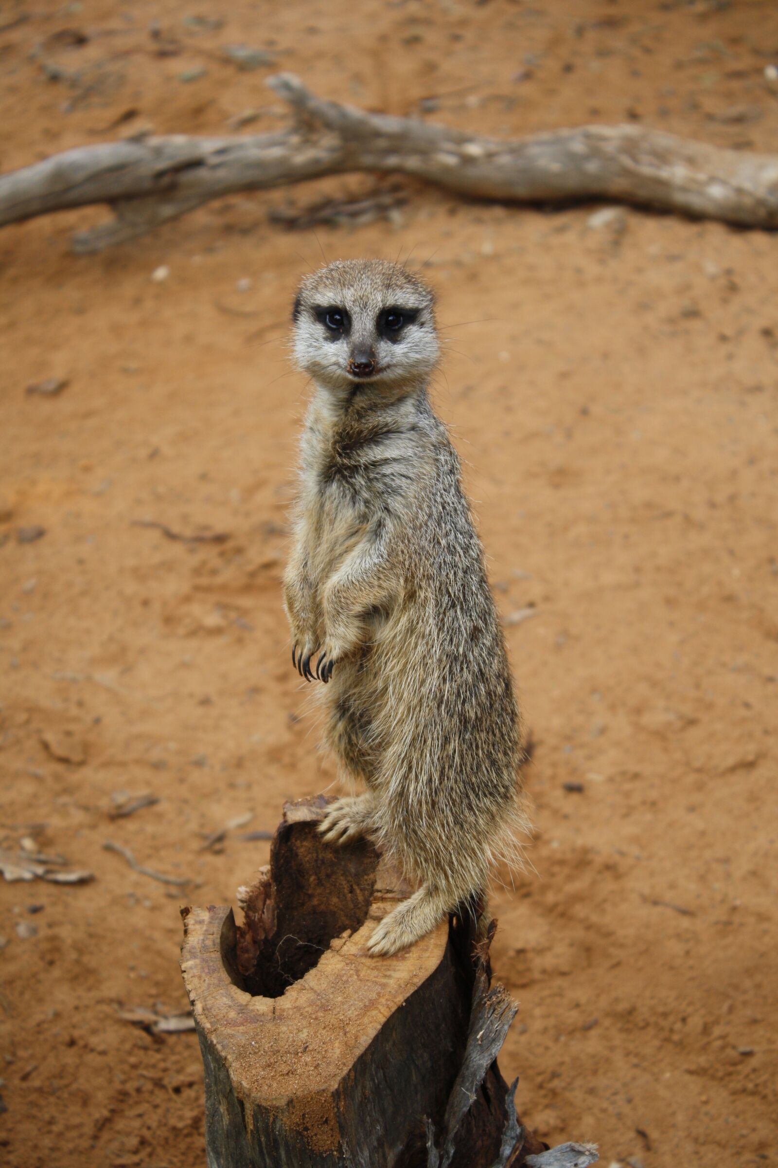 Canon EOS 1000D (EOS Digital Rebel XS / EOS Kiss F) sample photo. Mammal, wildlife, nature photography