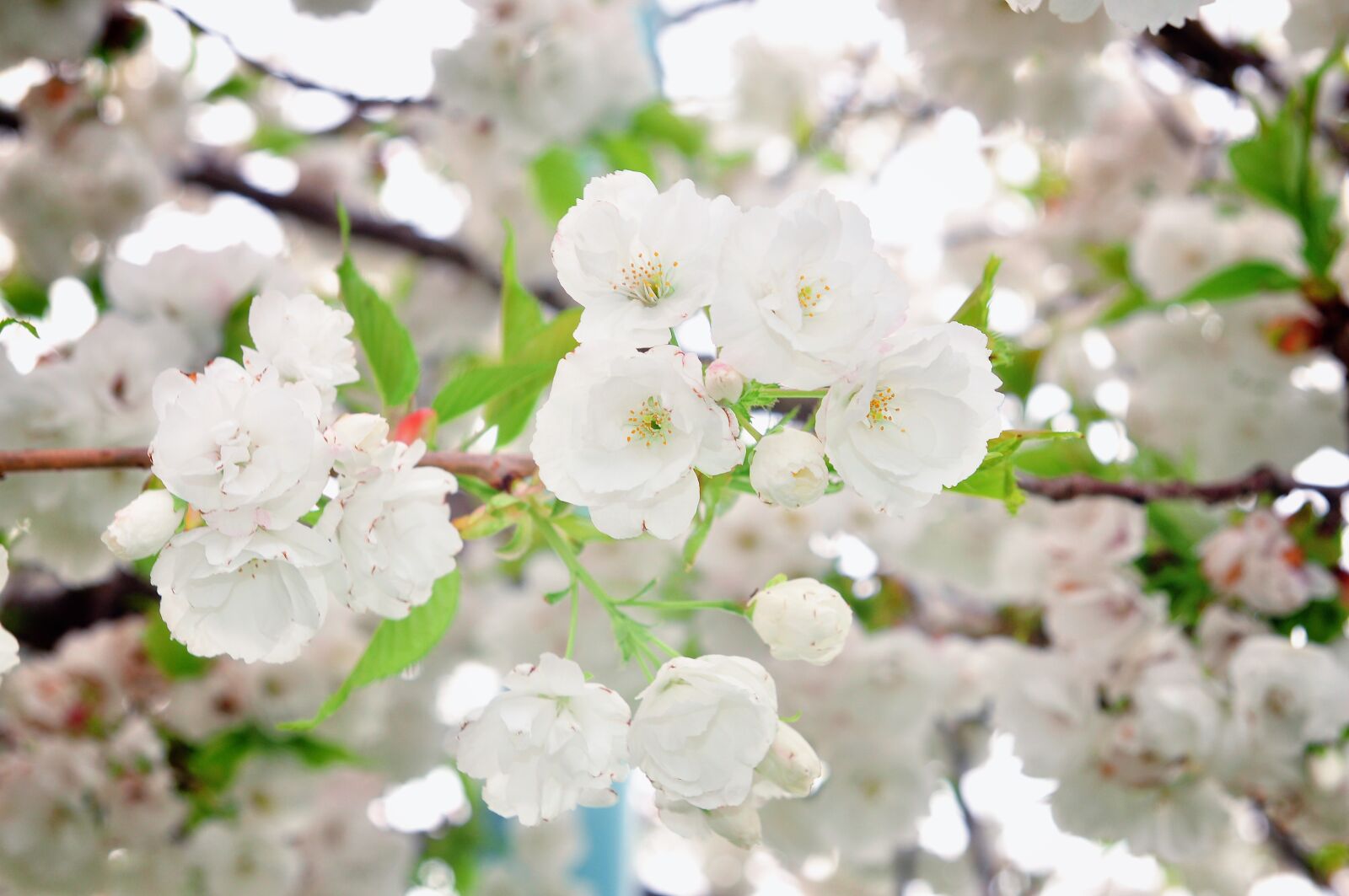 Nikon D90 sample photo. Cherry, tree, flower photography