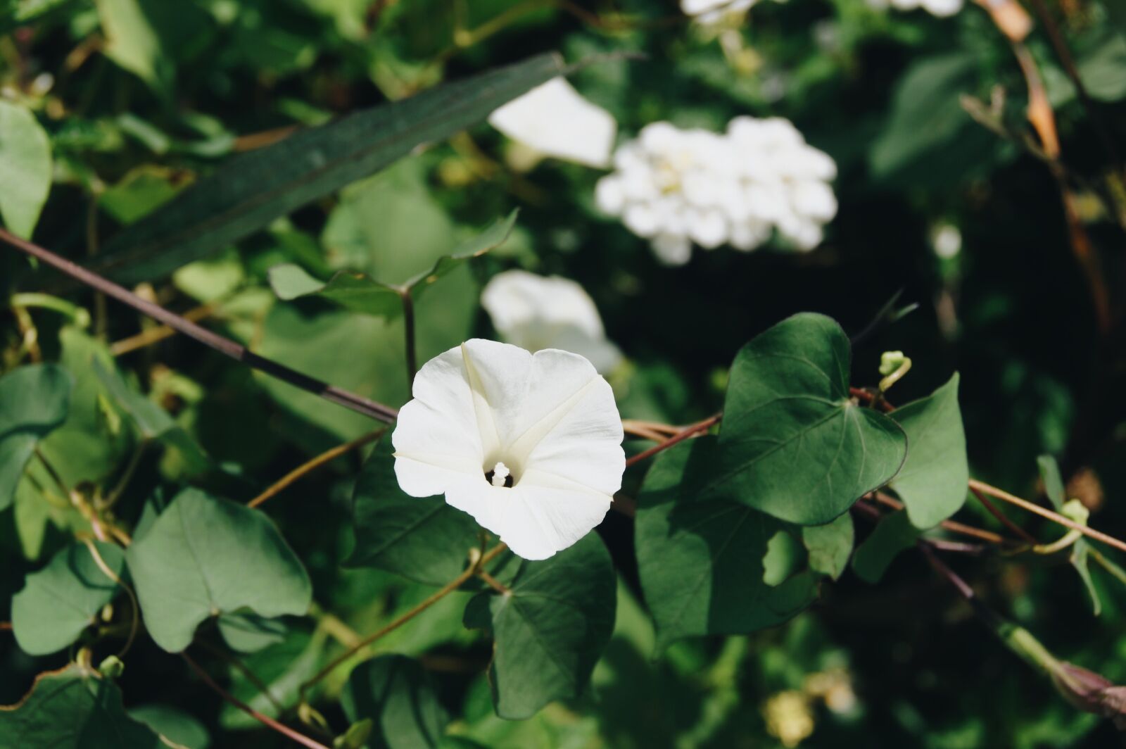 Sony DT 18-55mm F3.5-5.6 SAM sample photo. Flower, white flower, nature photography