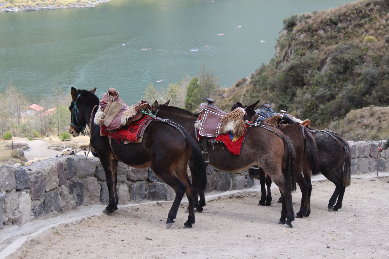 Canon EOS 1200D (EOS Rebel T5 / EOS Kiss X70 / EOS Hi) sample photo. Horse, mule, ecuador photography