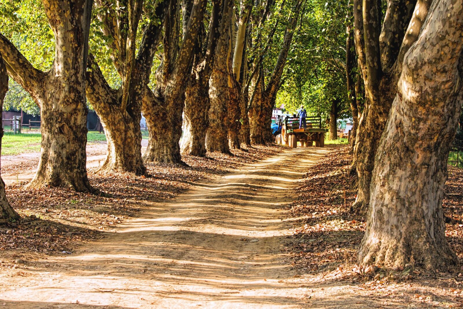 Canon EOS 550D (EOS Rebel T2i / EOS Kiss X4) sample photo. Tree, forest, park, grass photography