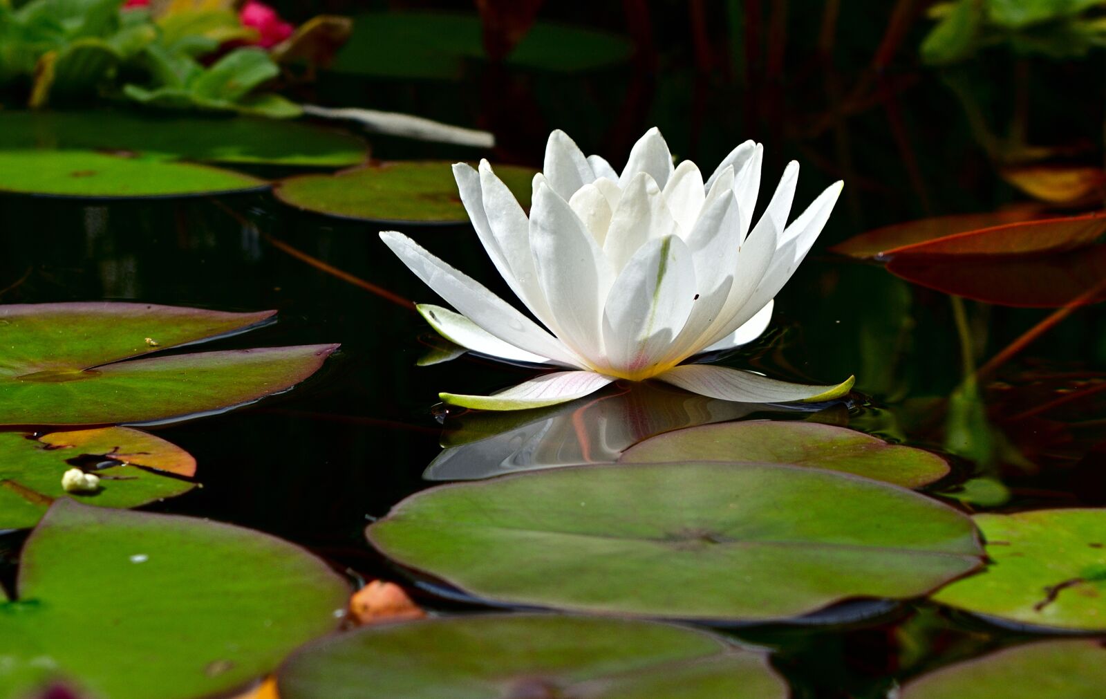Nikon D5200 sample photo. Water lily, pond, nature photography