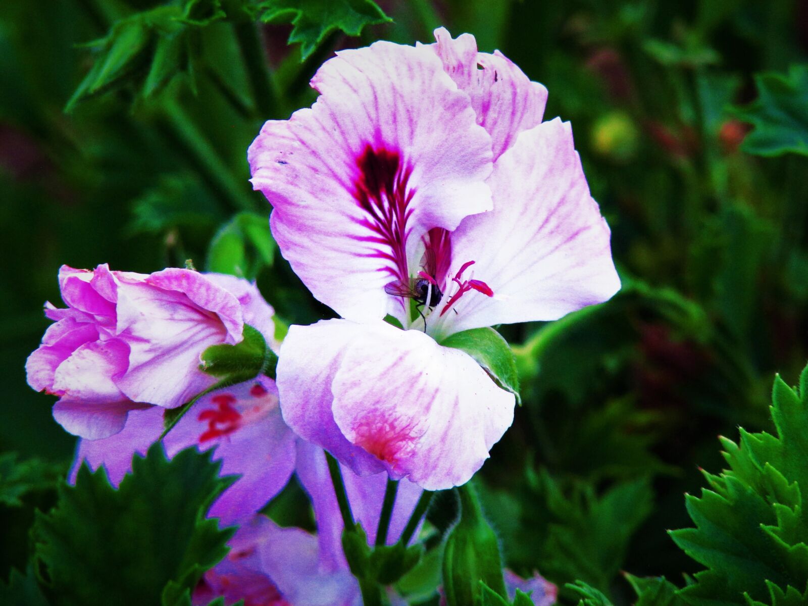 Canon PowerShot SX500 IS sample photo. Flower, pink, nature photography