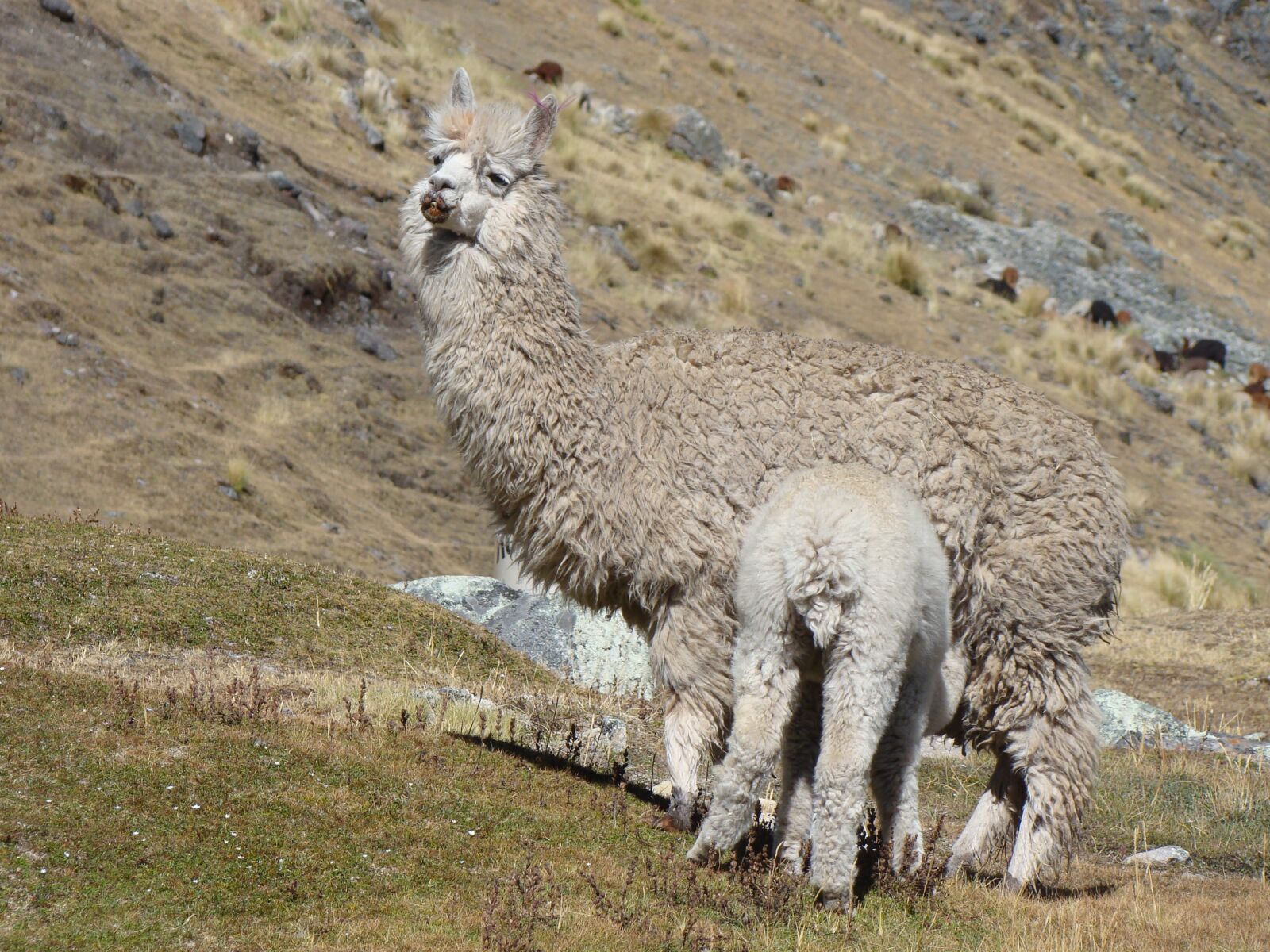 Sony Cyber-shot DSC-H50 sample photo. Lama, peru, mother photography