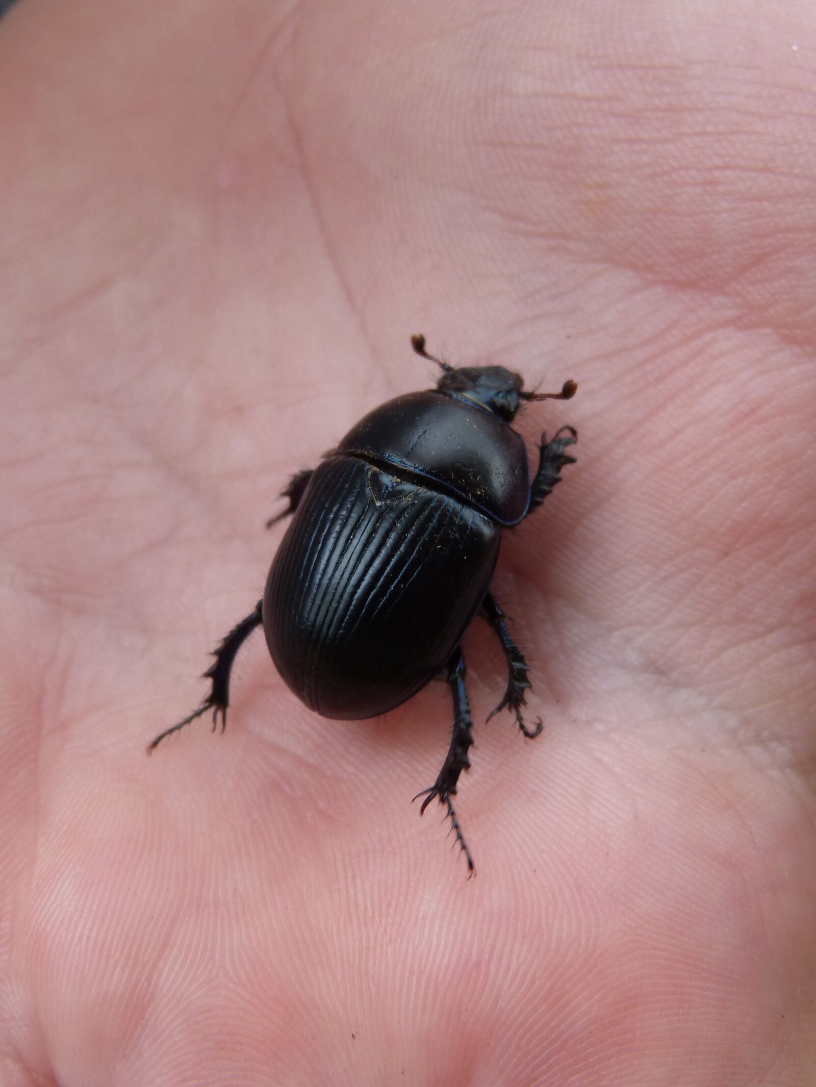 Panasonic DMC-FZ62 sample photo. Beetle, hand, texture photography