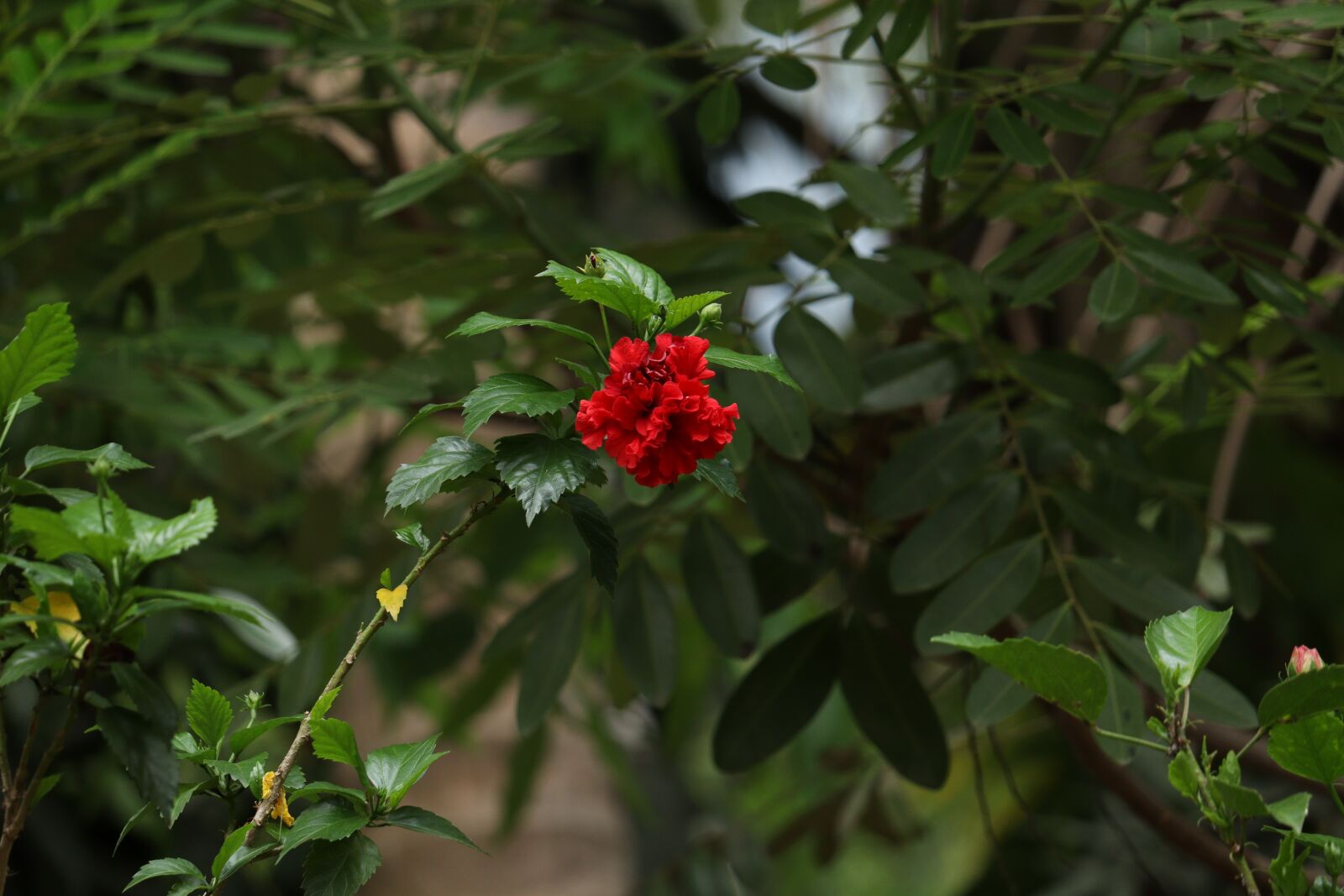 Canon EOS 250D (EOS Rebel SL3 / EOS Kiss X10 / EOS 200D II) sample photo. Kerala, nature, flower photography