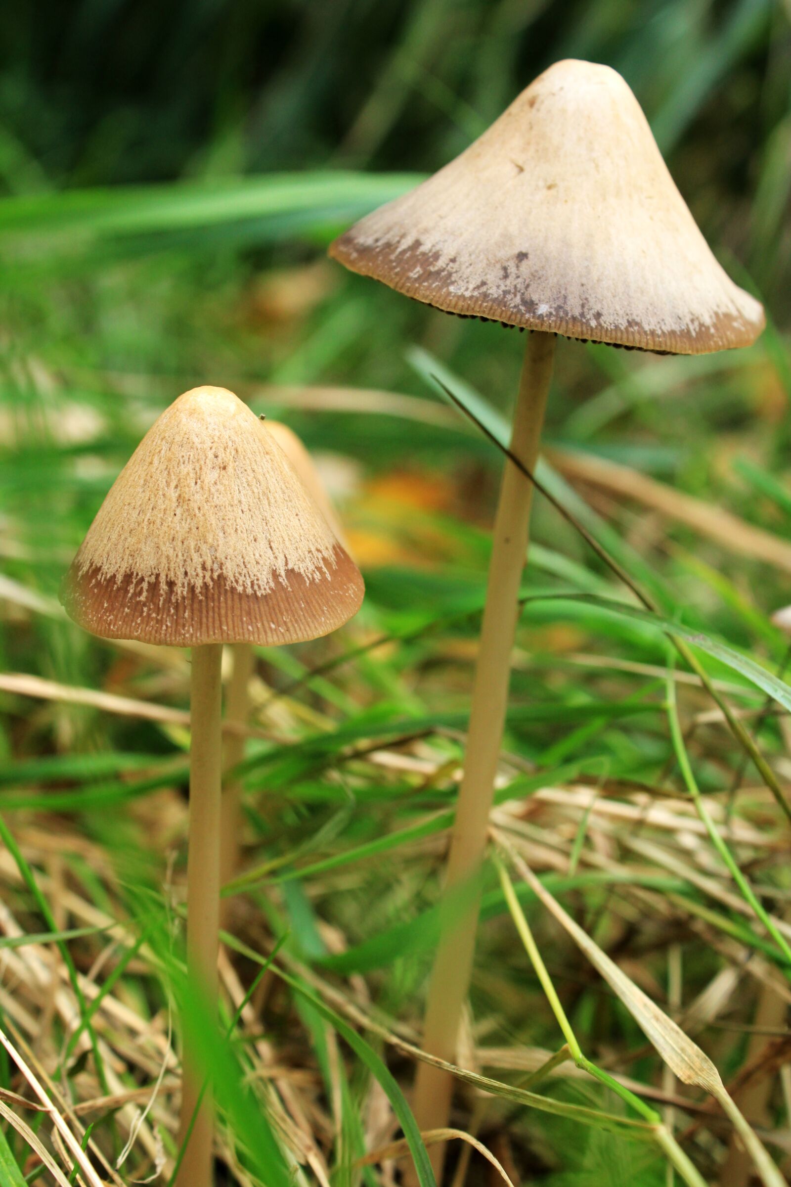 Canon EOS 2000D (EOS Rebel T7 / EOS Kiss X90 / EOS 1500D) sample photo. Mushroom, mushrooms, forest photography