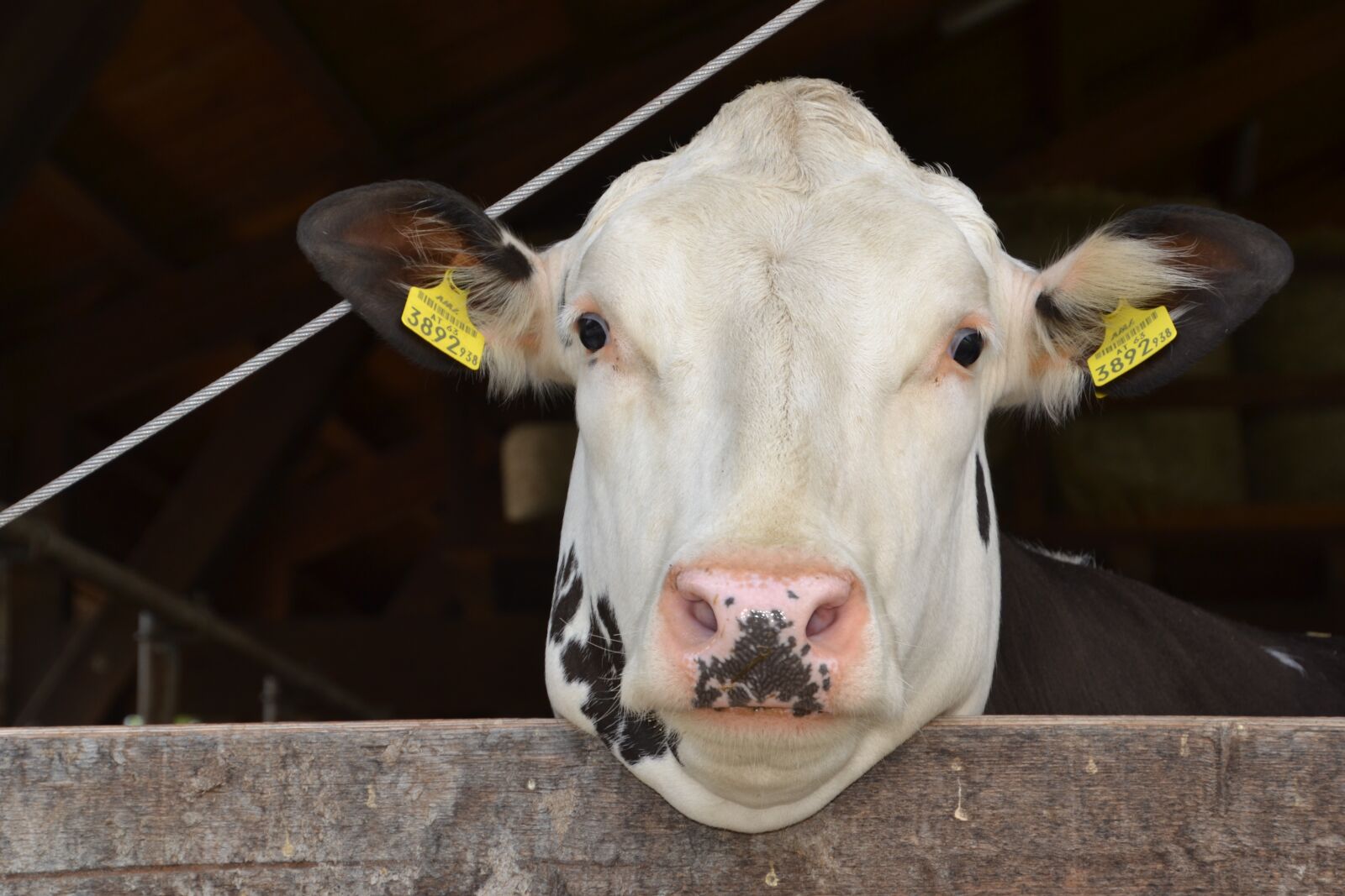 Nikon D3100 sample photo. Cow, beef, agriculture photography