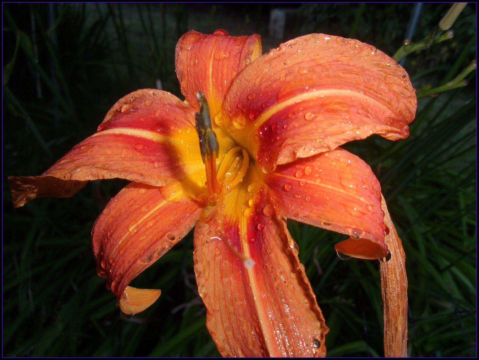 JK KODAK PIXPRO FZ53 sample photo. Lily, tiger lily, daylily photography