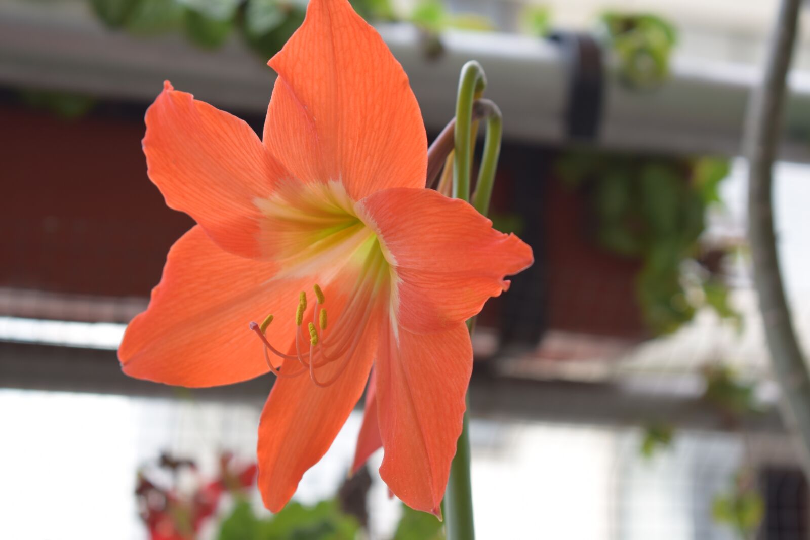 Nikon D5300 sample photo. Amaryllis, flower, petal photography