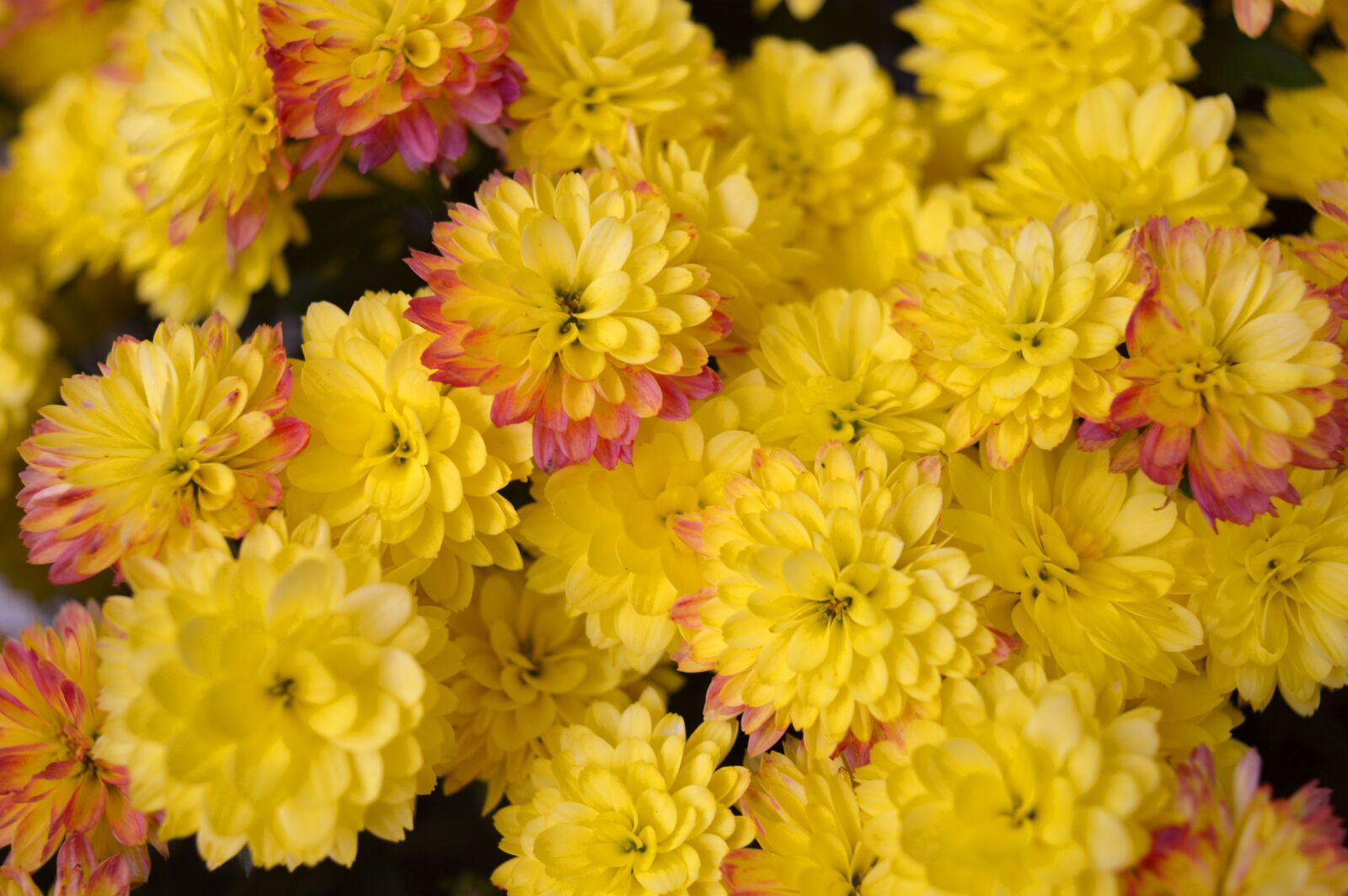 Nikon D3200 sample photo. Chrysanthemums, yellow, flowers autumn photography
