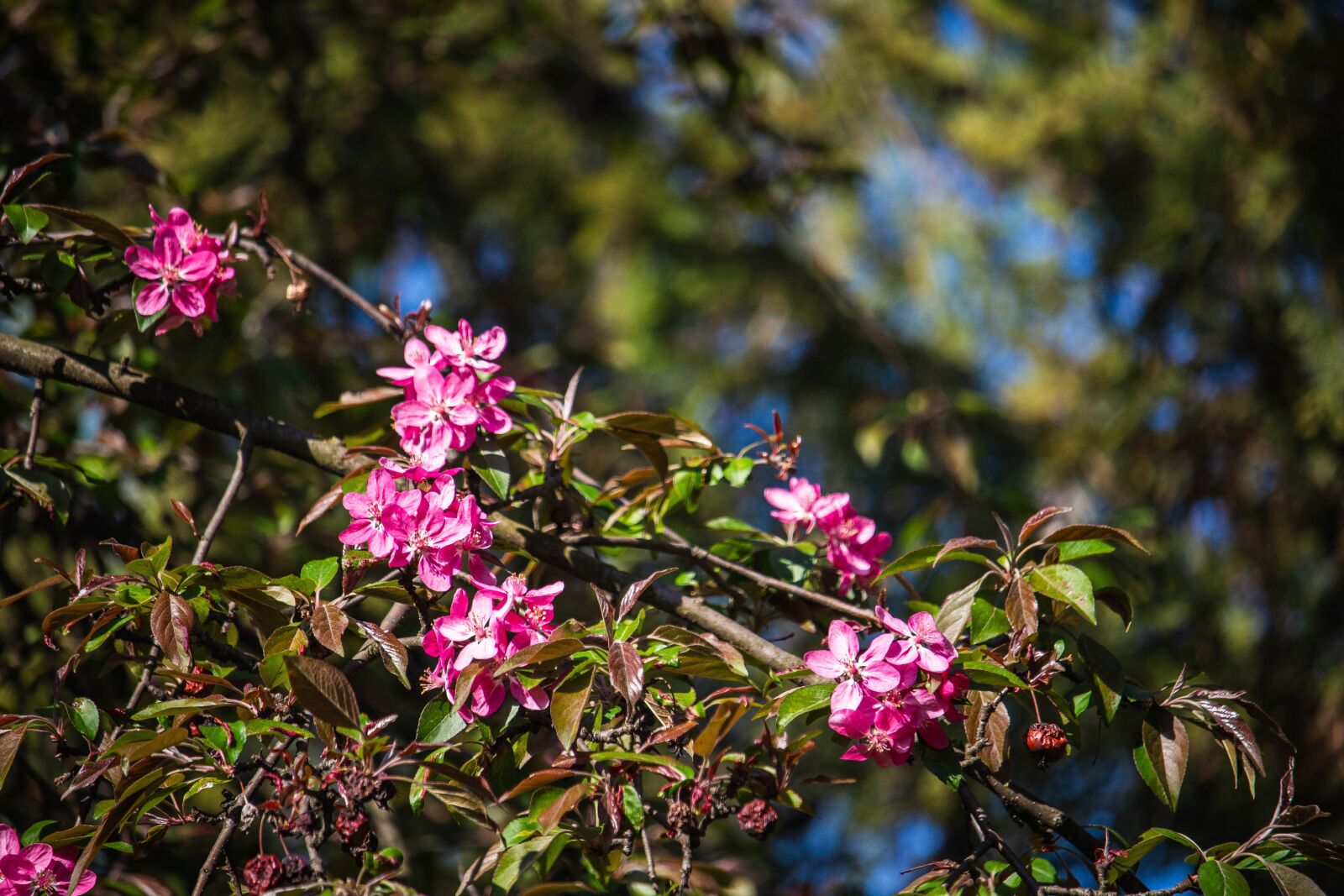 Canon EOS 100D (EOS Rebel SL1 / EOS Kiss X7) sample photo. Flowering tree, pink flowers photography