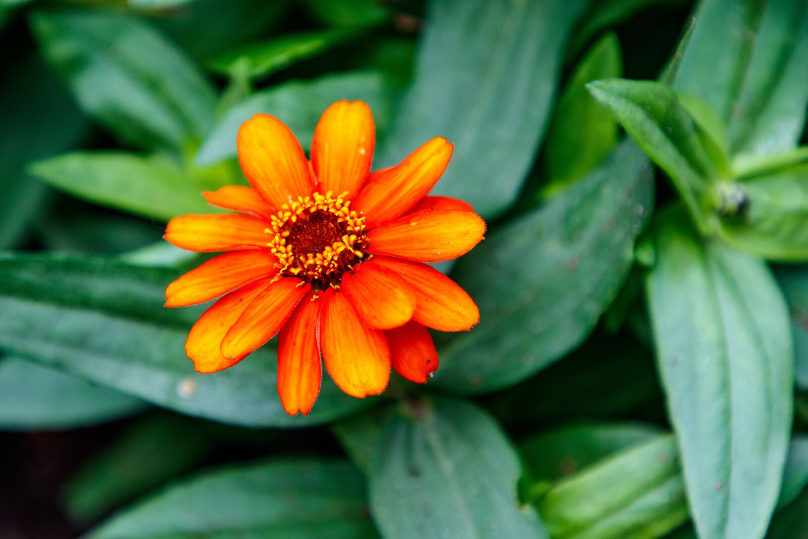 Canon EOS 80D + Canon EF 24-105mm F4L IS II USM sample photo. Zinnia, flower, petals photography