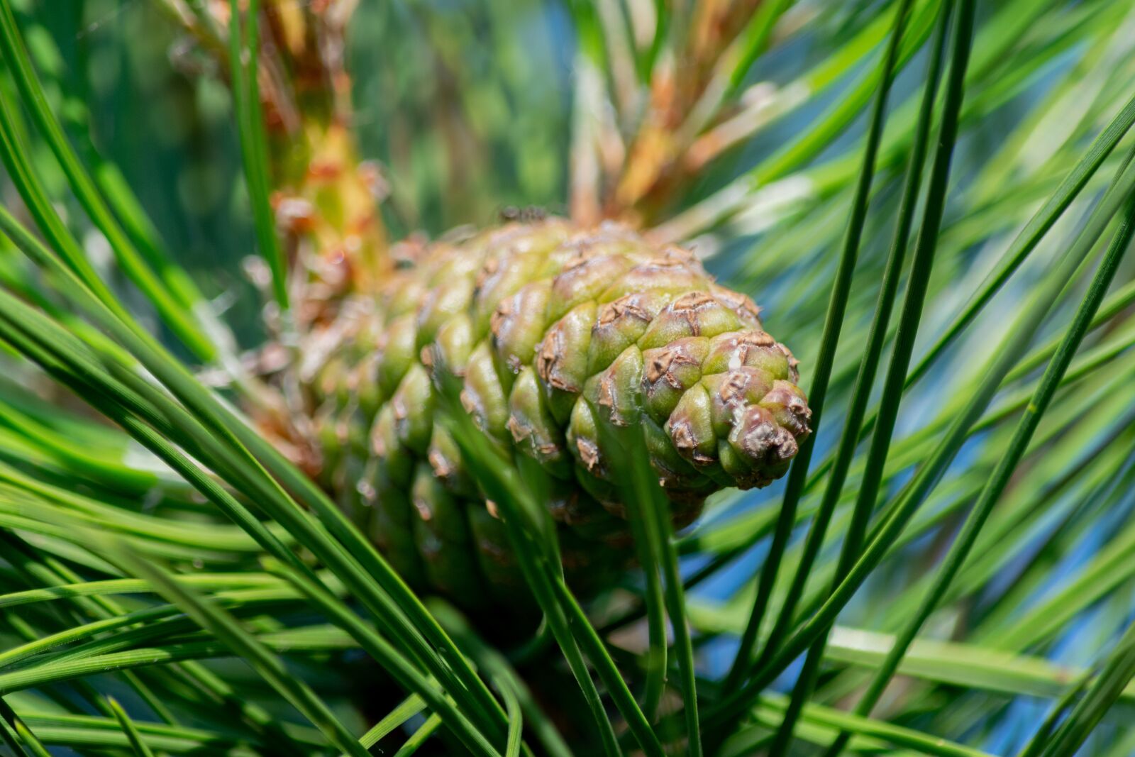 Nikon D3300 sample photo. Pine-needle, cone, pine photography