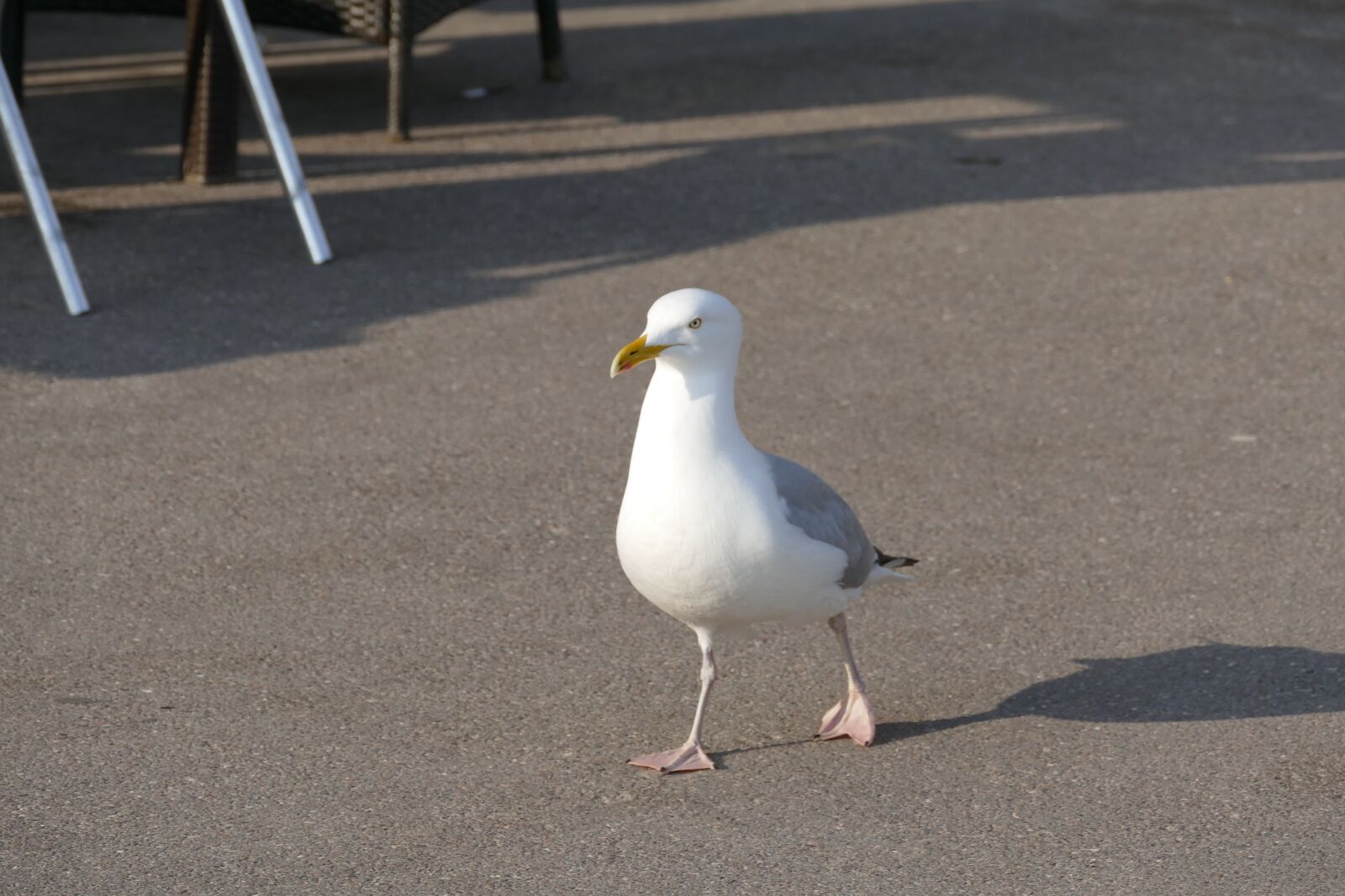 Panasonic Lumix DMC-FZ1000 sample photo. Seagull, bird, wi photography