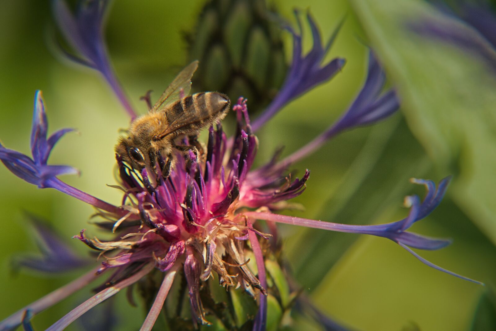 Nikon D5500 sample photo. Cornflower, bee, flower photography