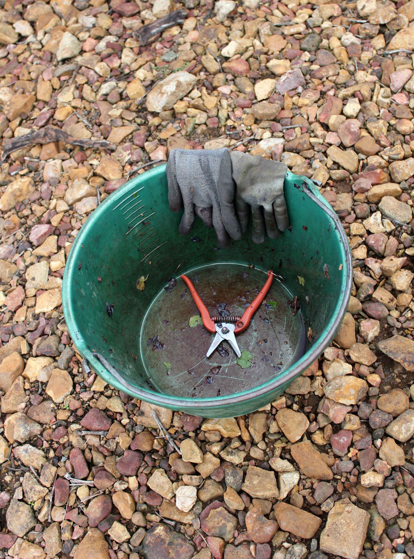 Canon EOS 550D (EOS Rebel T2i / EOS Kiss X4) sample photo. Bucket, grape, harvest photography
