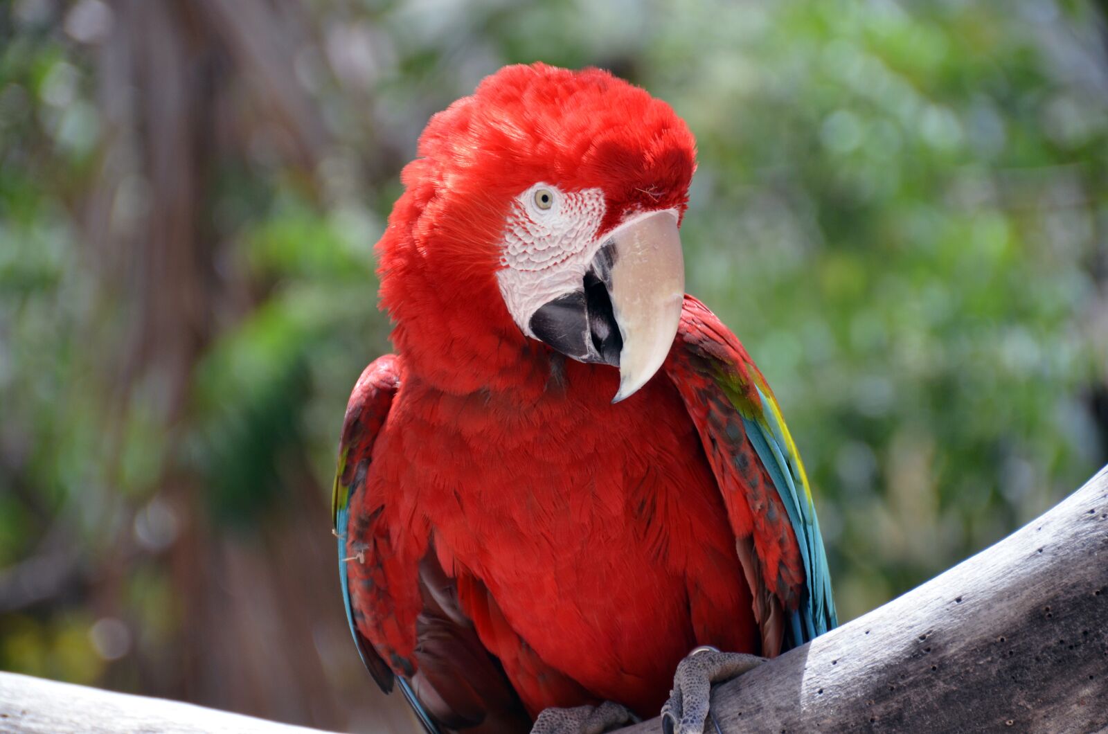 Nikon D7000 sample photo. Parrot, birds, beautiful photography
