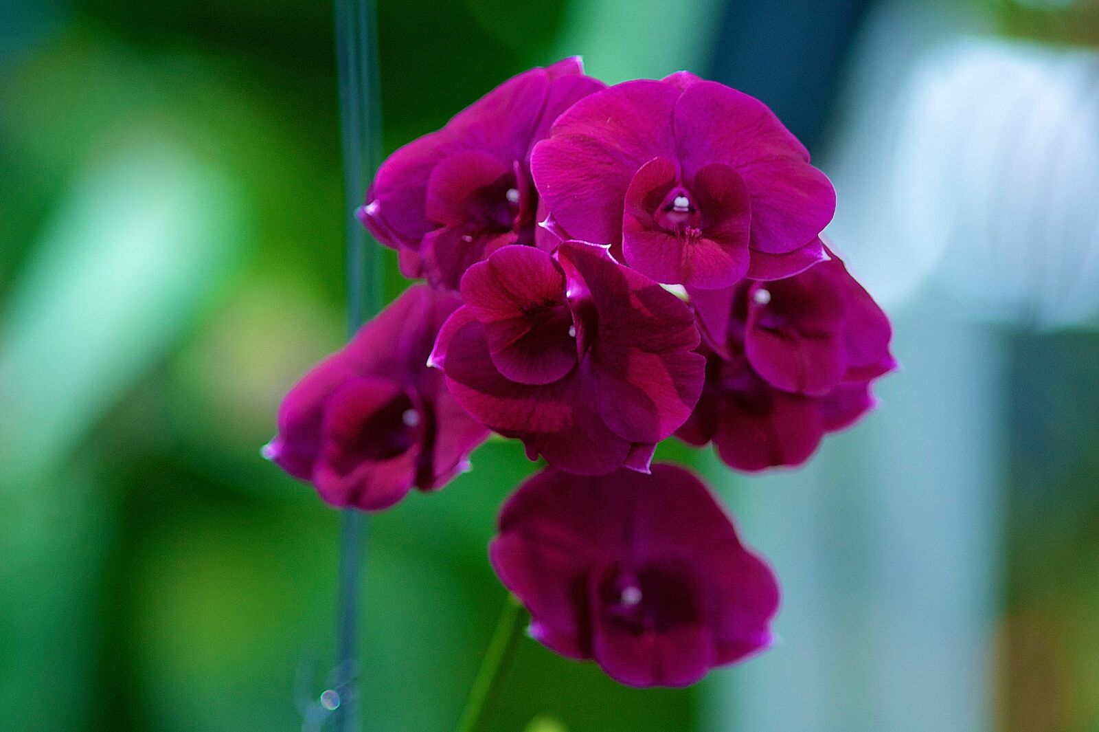 Nikon D700 sample photo. Flowers, orchids, orchid photography