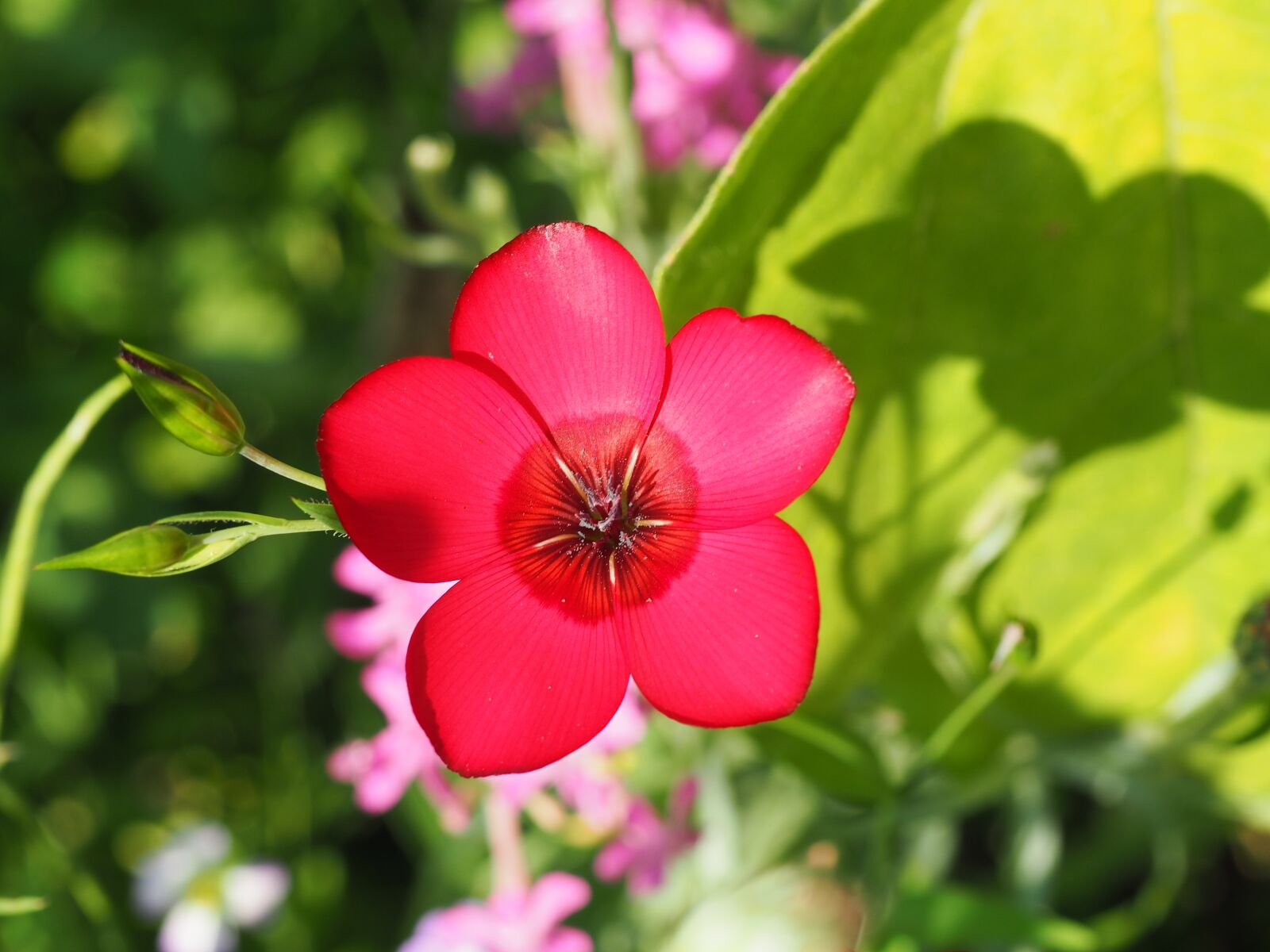 Olympus OM-D E-M10 sample photo. Flower, nature, pink photography