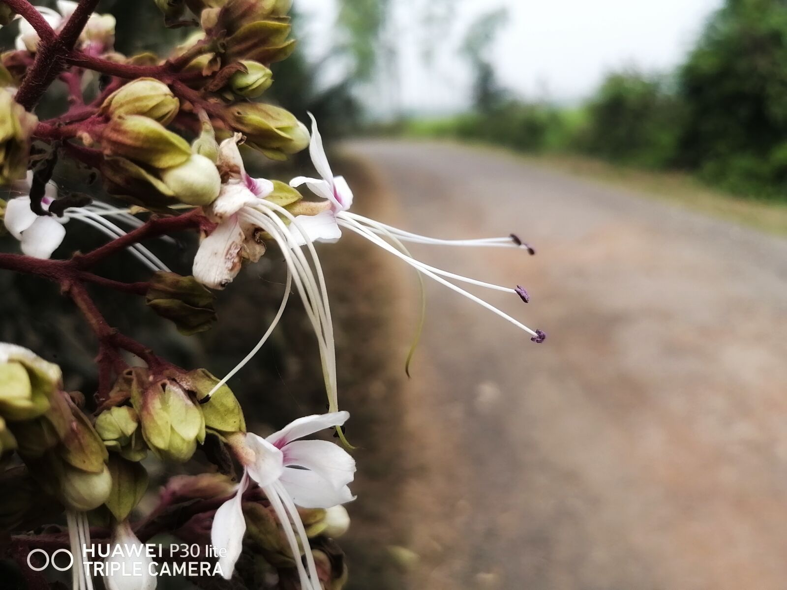 HUAWEI P30 LITE sample photo. Village, flower, beauty photography