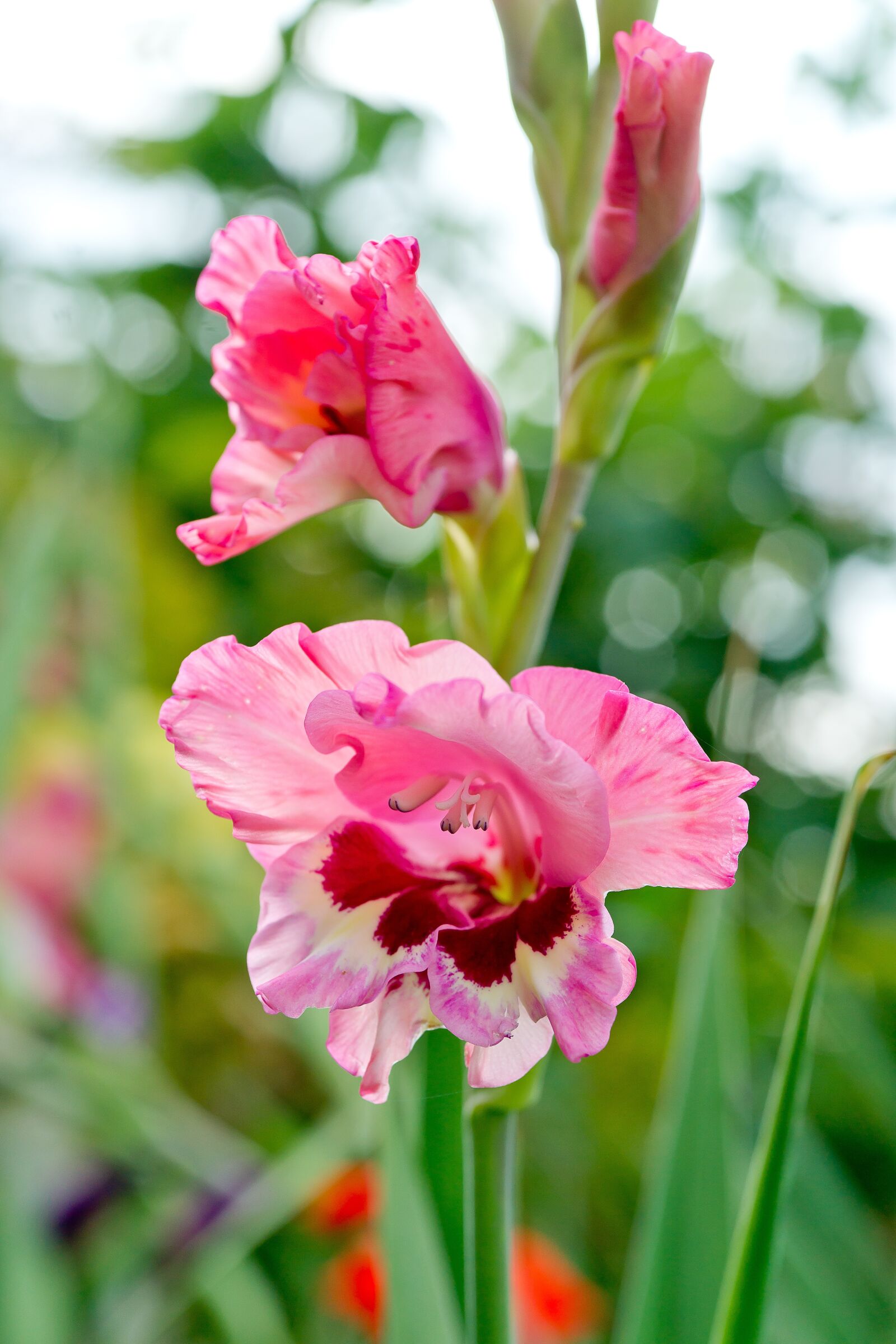 Sony Alpha DSLR-A850 + Minolta AF 50mm F3.5 Macro sample photo. Nature, flower, gladiolus photography