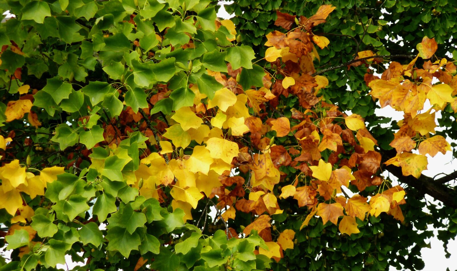 Panasonic DMC-TZ7 sample photo. Autumn, autumn leaf, leaf photography