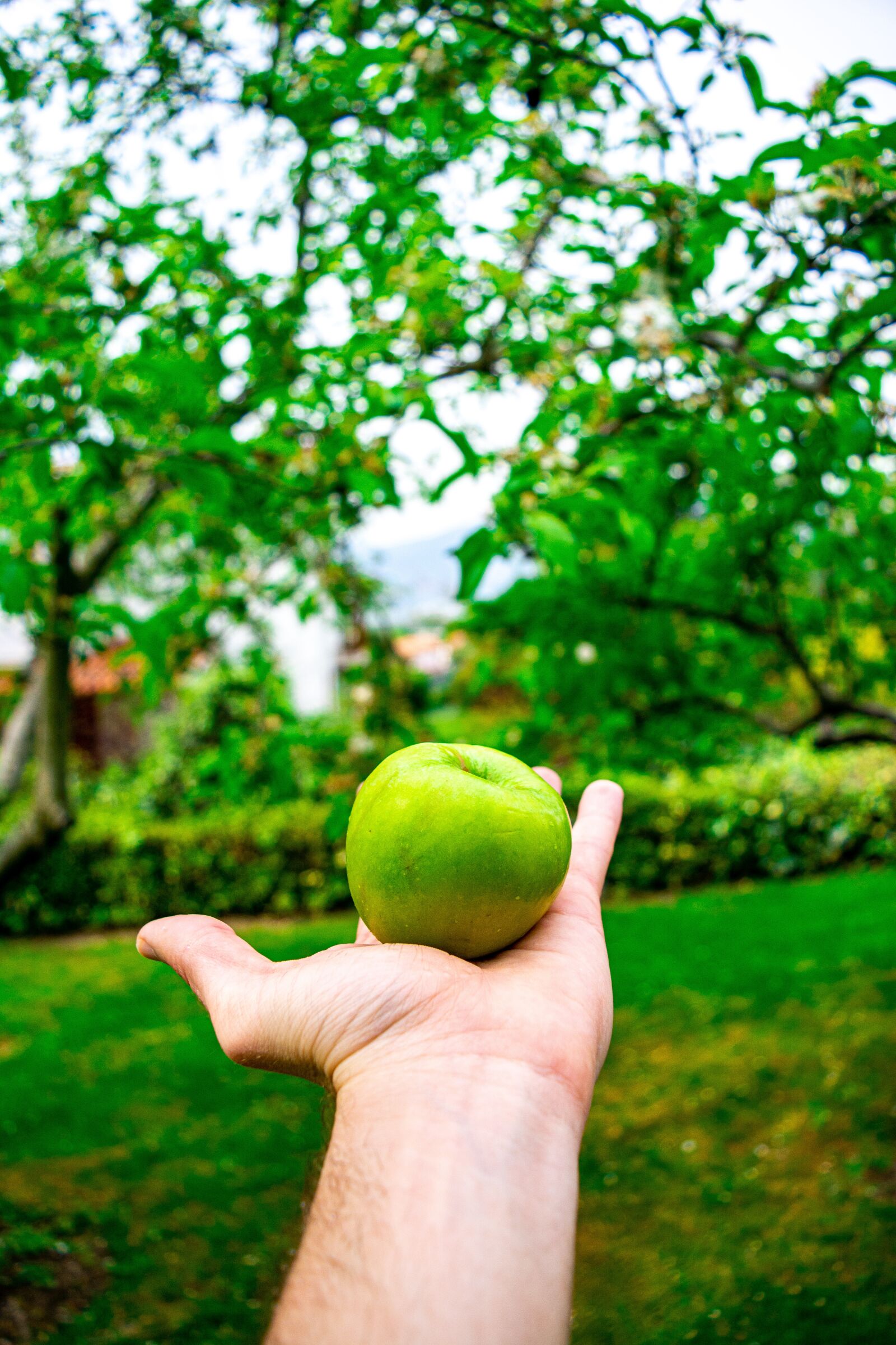 Nikon D5200 sample photo. Apple, green, garden photography