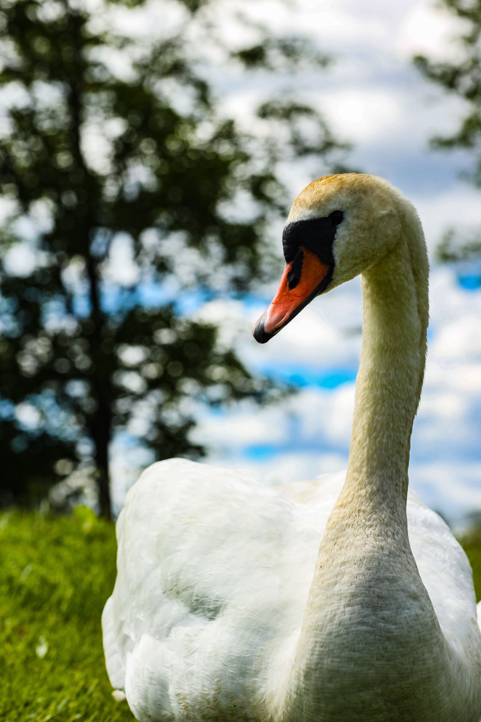 Canon EOS R + Canon EF 135mm F2L USM sample photo. Swan, portrait, bird photography