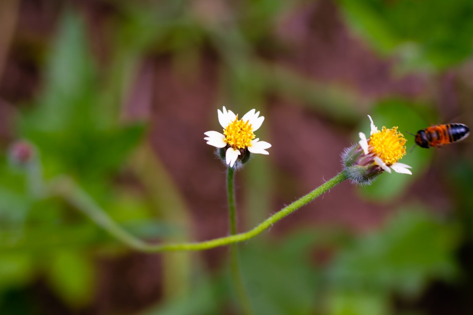 Canon EOS 700D (EOS Rebel T5i / EOS Kiss X7i) + Canon EF 50mm F1.8 STM sample photo. Flowering grass, plant, flowers photography