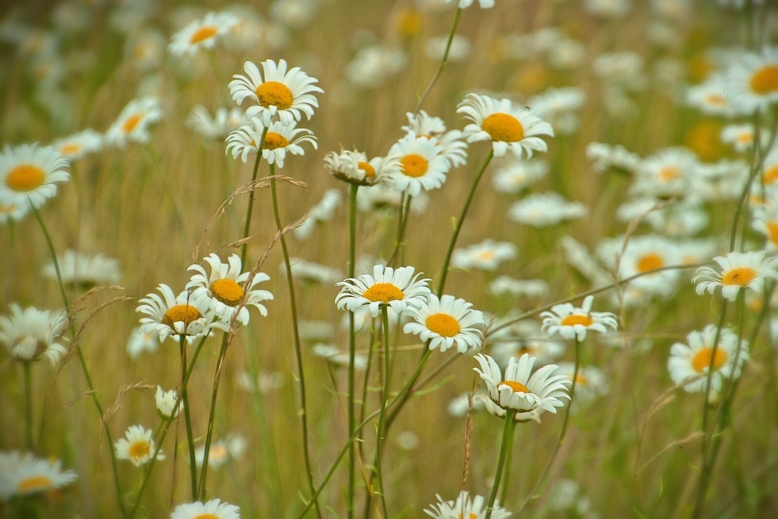 Nikon D5600 sample photo. Flowers, summer, daisies photography