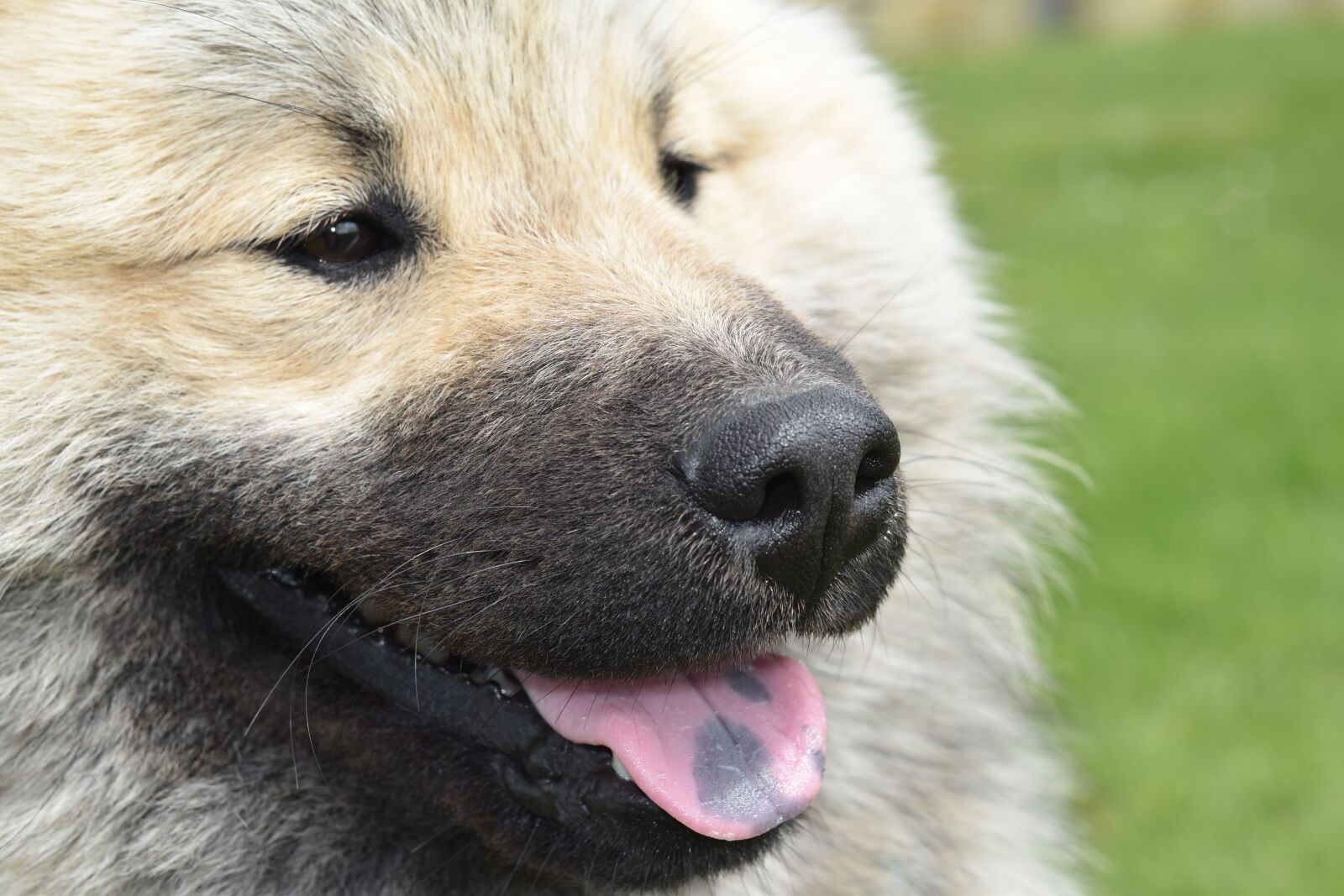 Nikon D5600 sample photo. Dog, truffle black dog photography