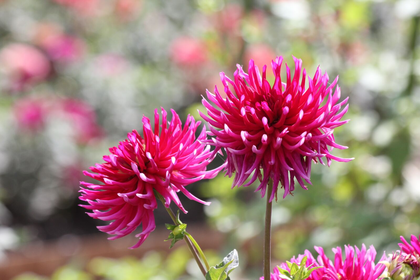 Canon EF 70-300mm F4-5.6 IS USM sample photo. Dahlia, flowers, bloom photography