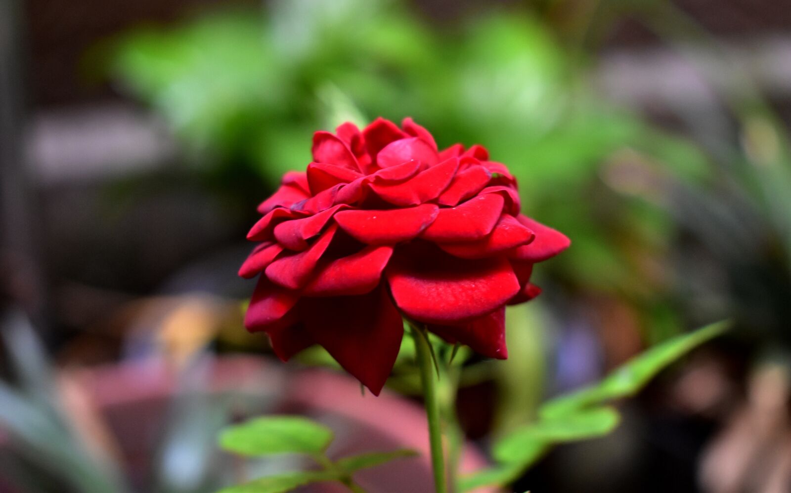 Nikon D5600 sample photo. Flower, red, plant photography