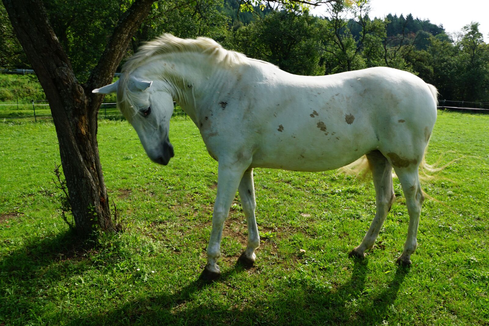 Sony ILCA-77M2 + Sony DT 16-50mm F2.8 SSM sample photo. Horse, pasture, summer photography