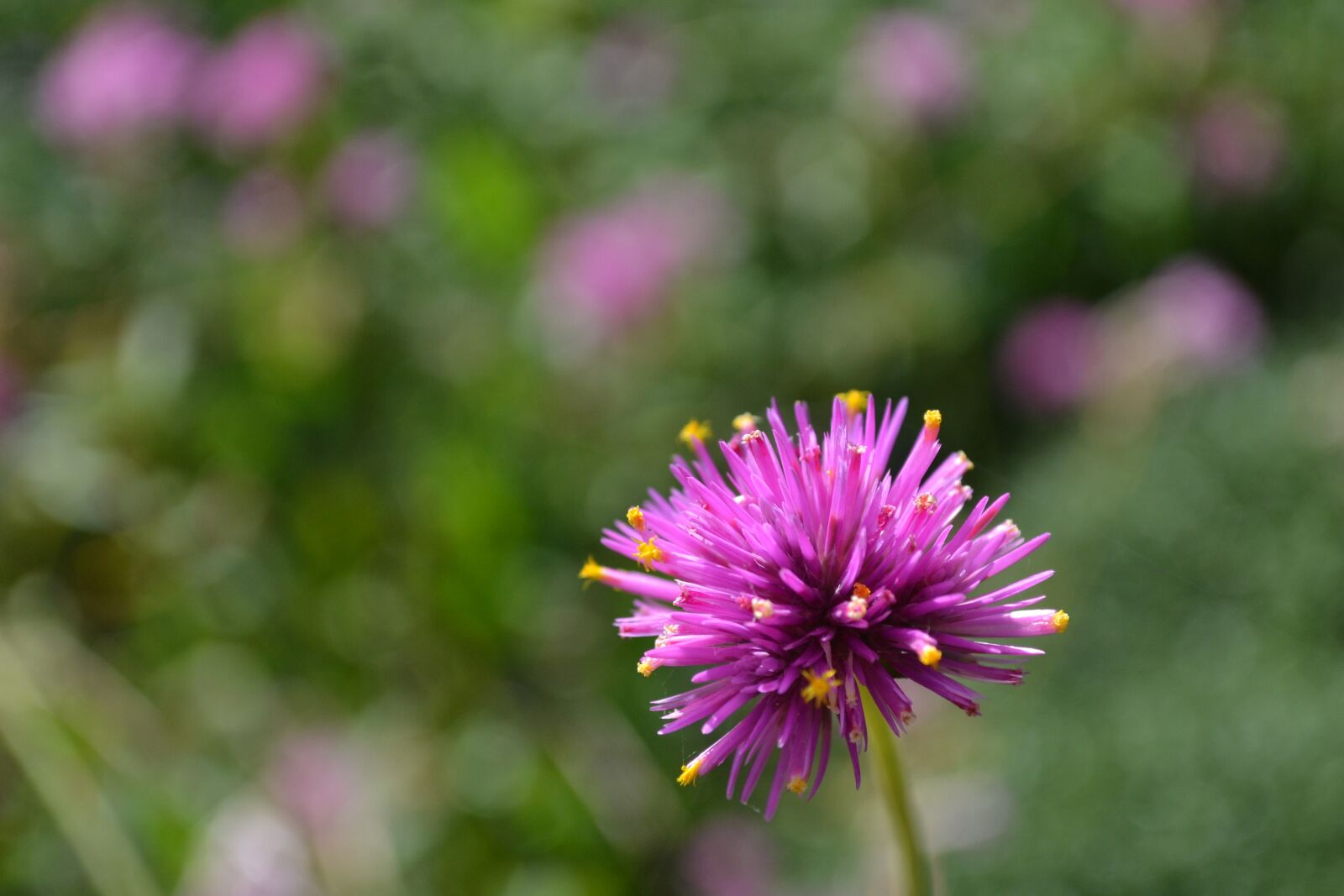 Nikon D3100 sample photo. Nature, flower, summer photography